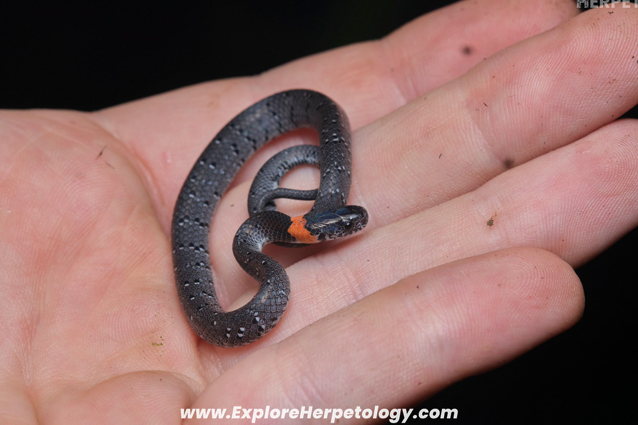 White-spotted slug snake (Pareas margaritophorus).