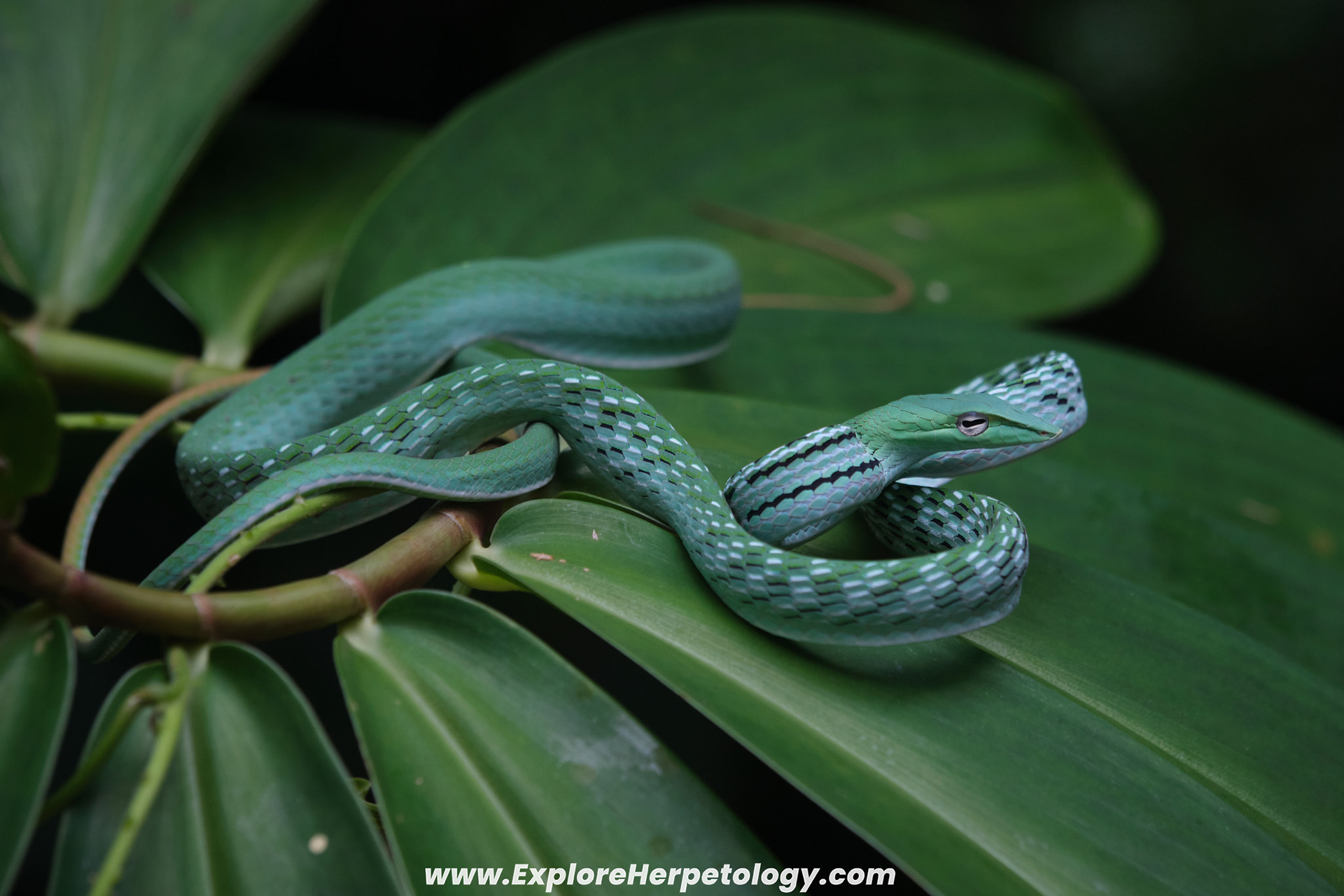 Oriental vine snake (Ahaetulla prasina).