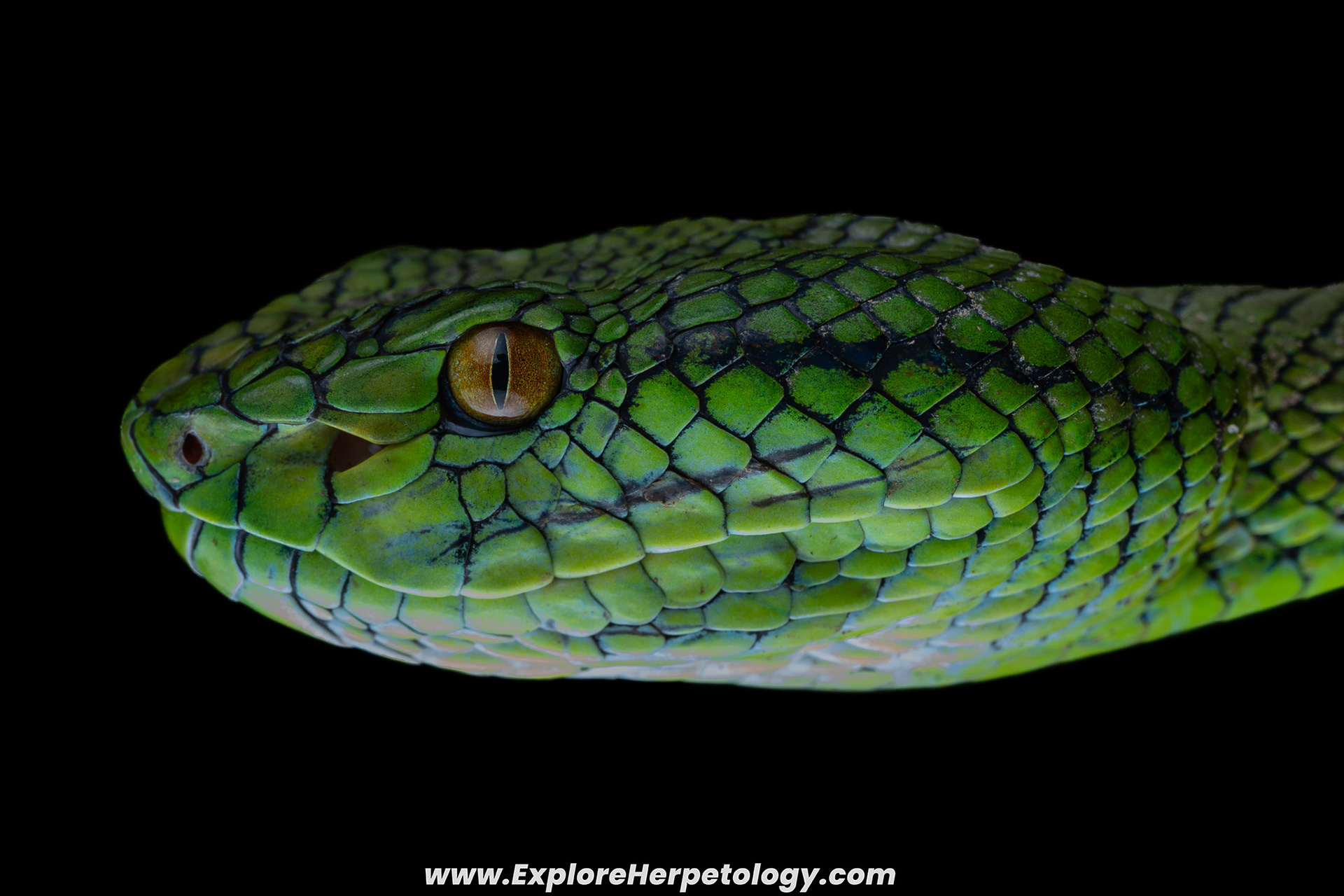 Adult female Siberut pit viper (Trimeresurus whitteni).