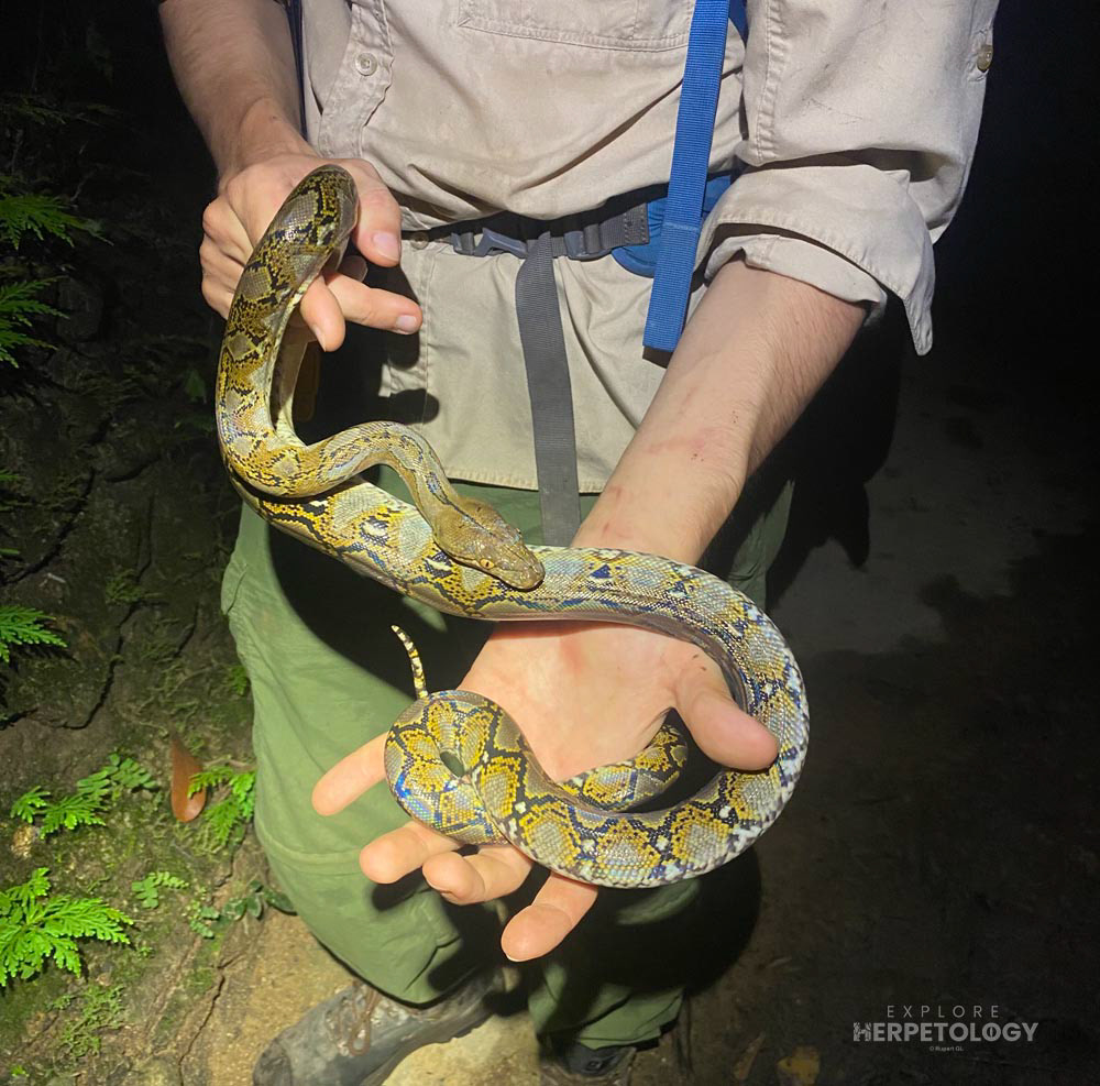 Subadult Malayopython reticulatus (Reticulated python)