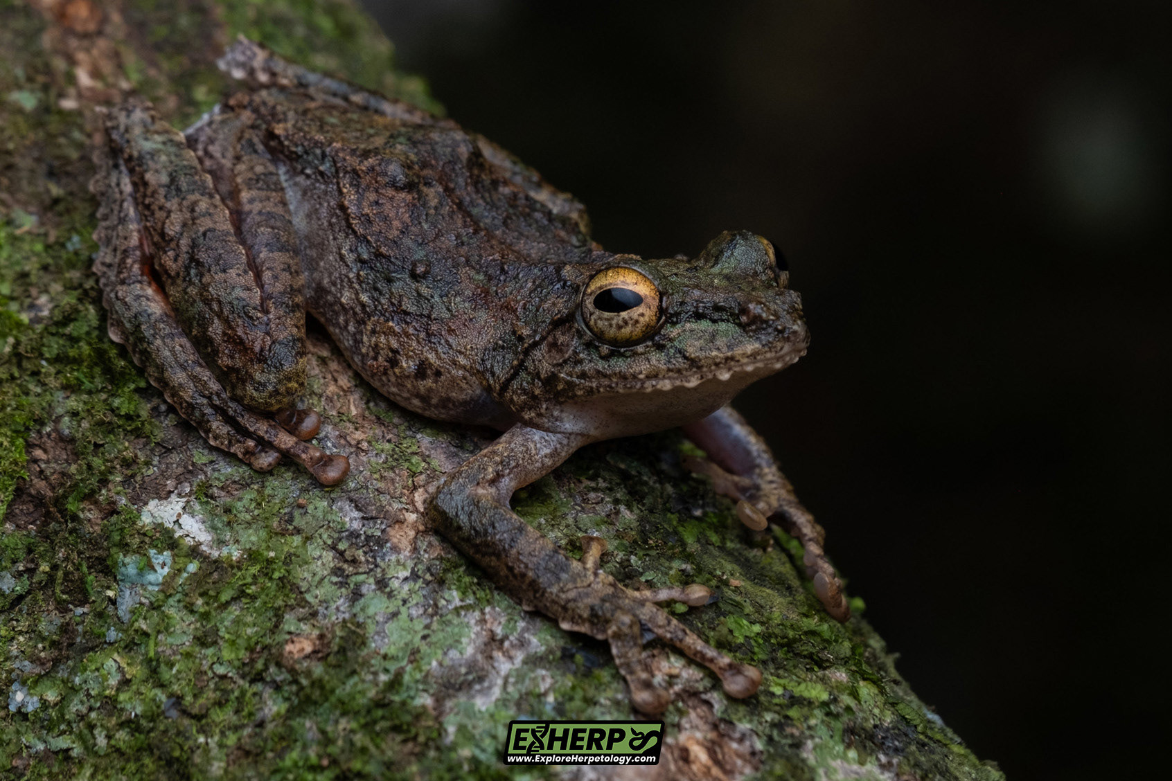Chasen's frilled tree frog (Kurixalus chaseni).