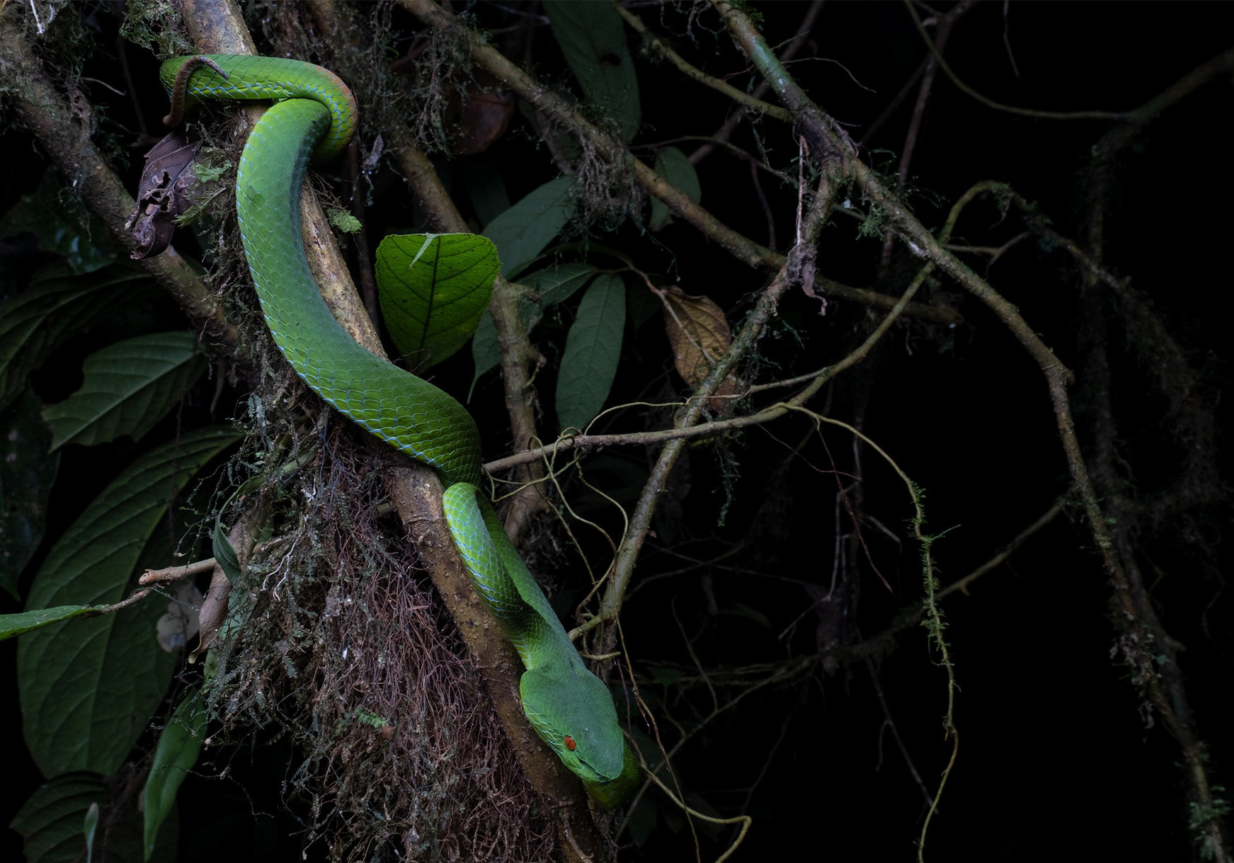 Sabah pit viper (Trimeresurus sabahi)