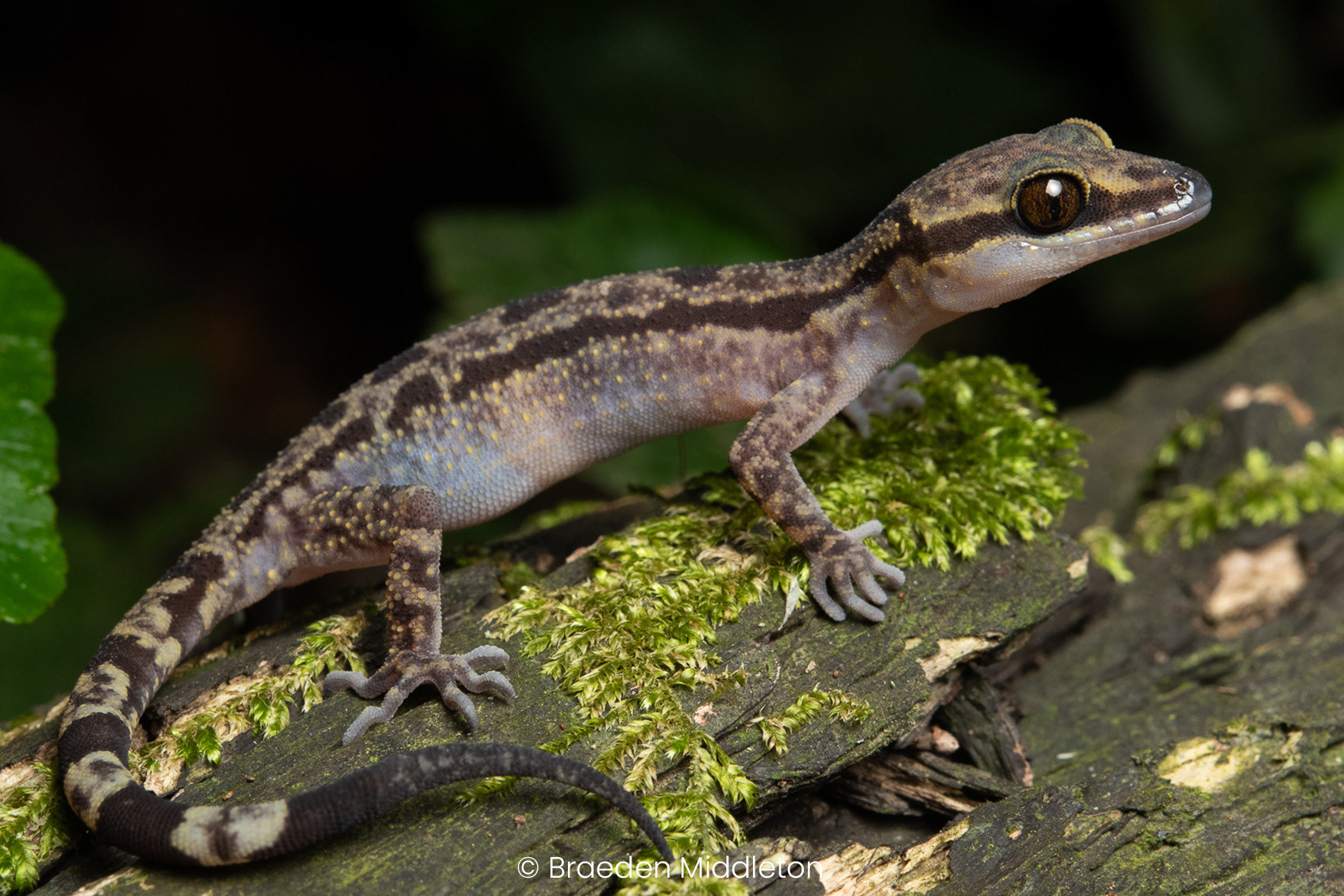 Cyrtodactylus sp.
