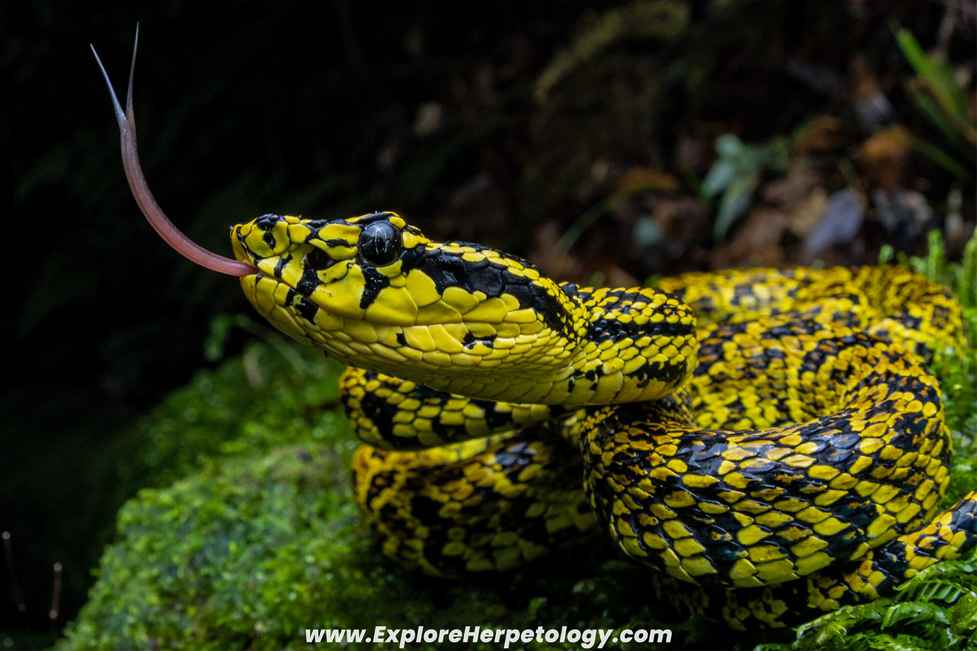 Bourrett's pit viper (Protobothrops jerdonii bourretti).