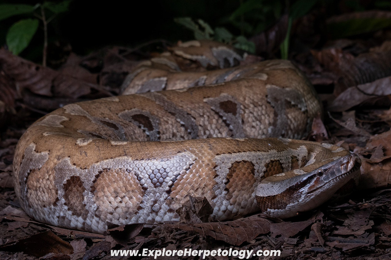 Blood python (Python brongersmai).