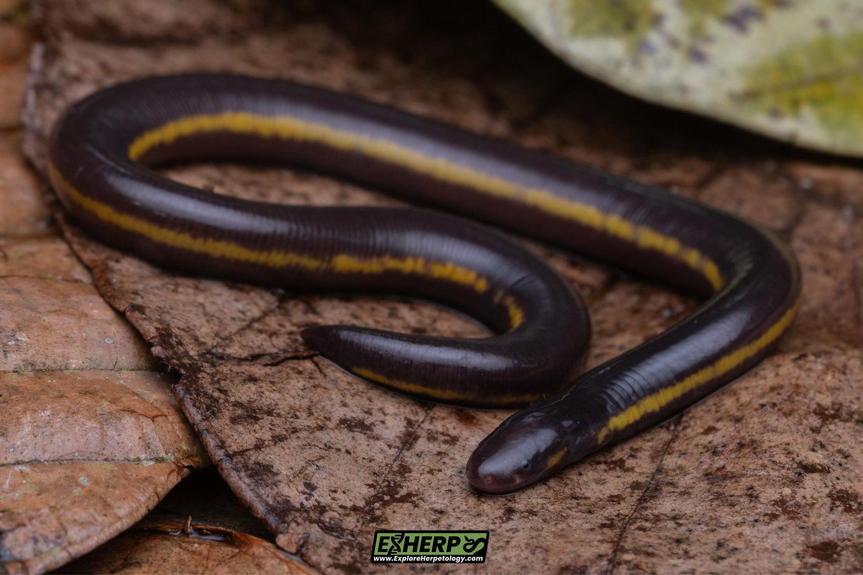 Ichthyophis paucisulcus.