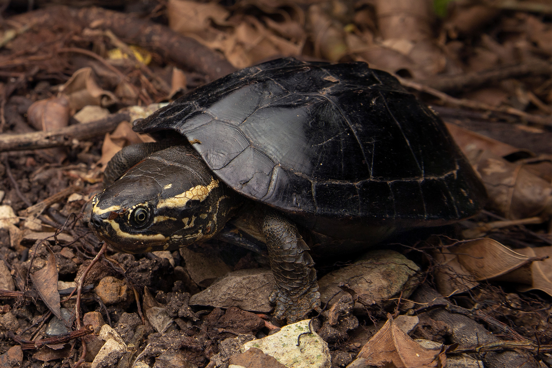 Malayan snail-eating turtle (Malayemys macrocephala).