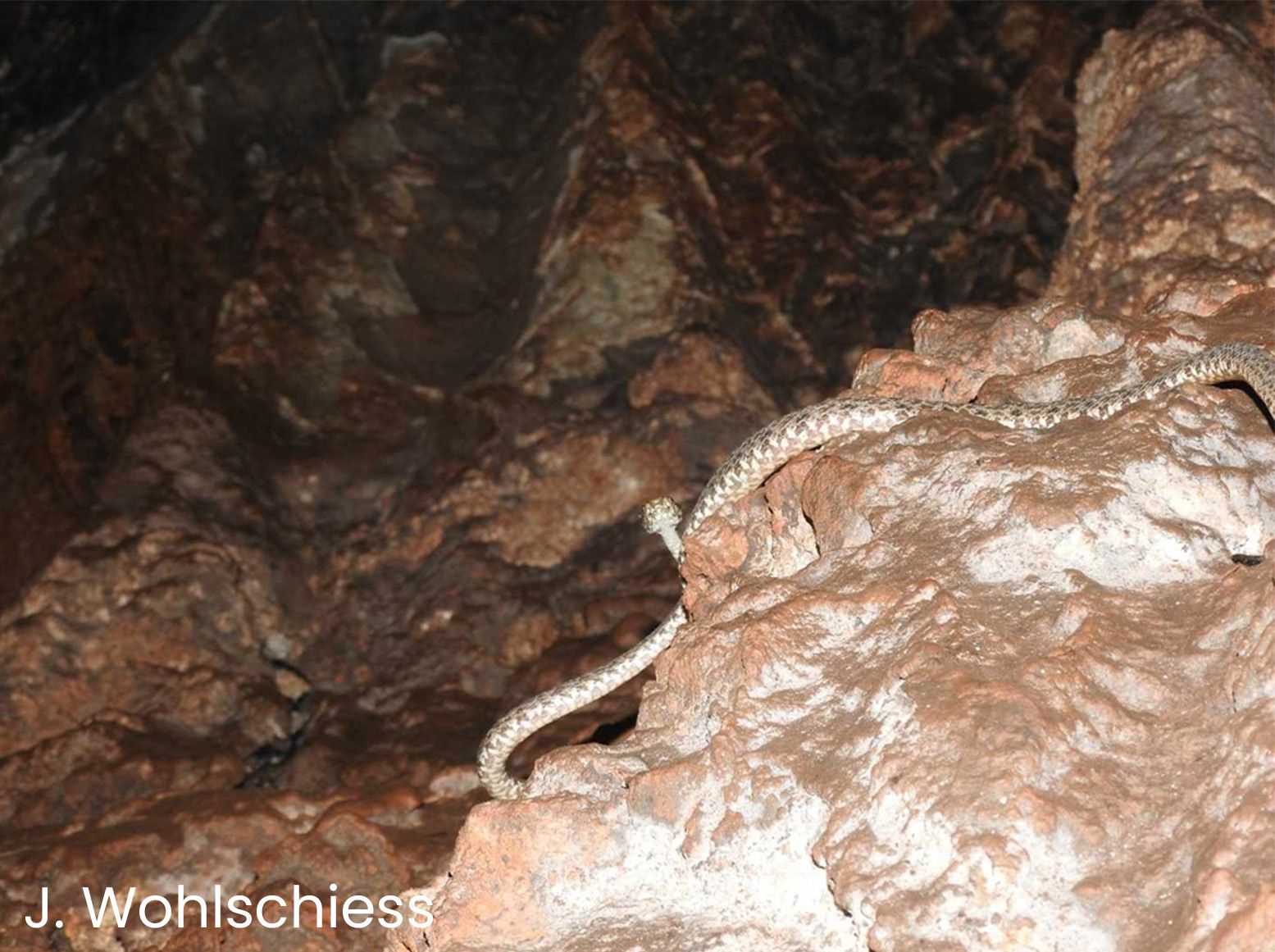 The second observation of the new Protobothrops species.