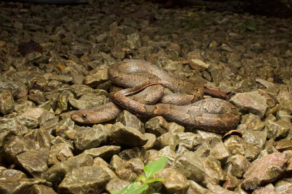 Purple kukri snake (Oligodon purpurascens)