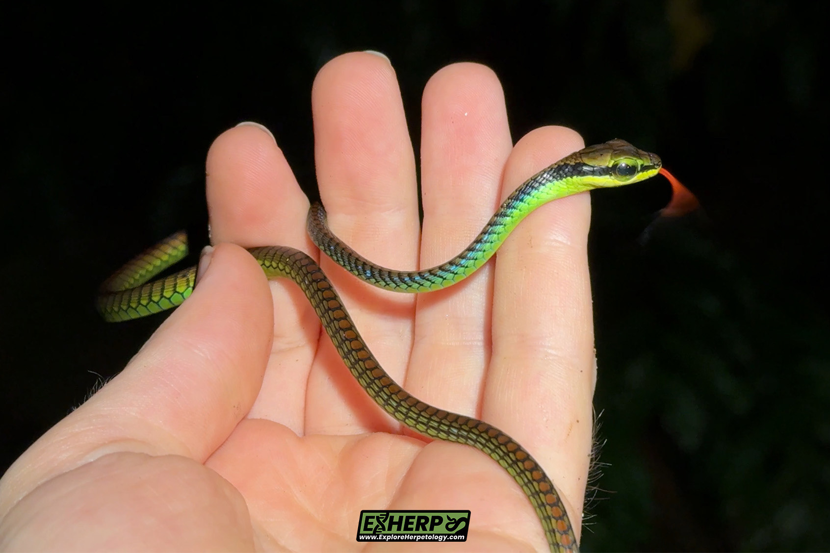 Elegant bronzeback (Dendrelaphis formosus).