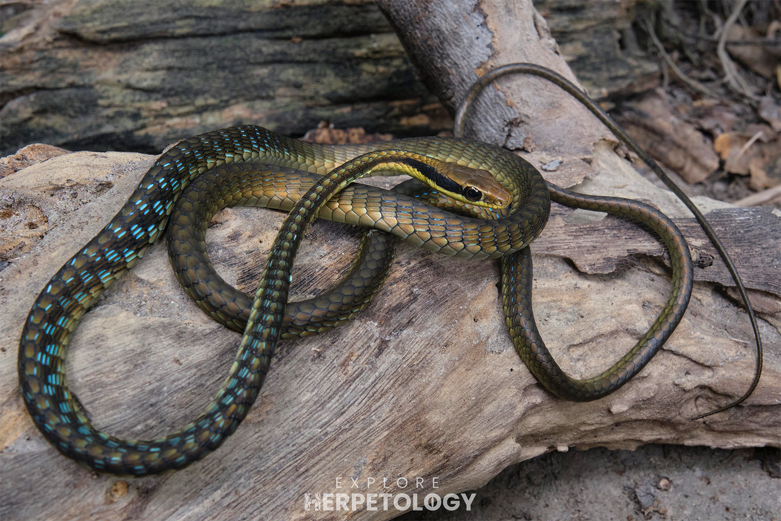 Nganson bronzeback (Dendrelaphis ngansonensis)