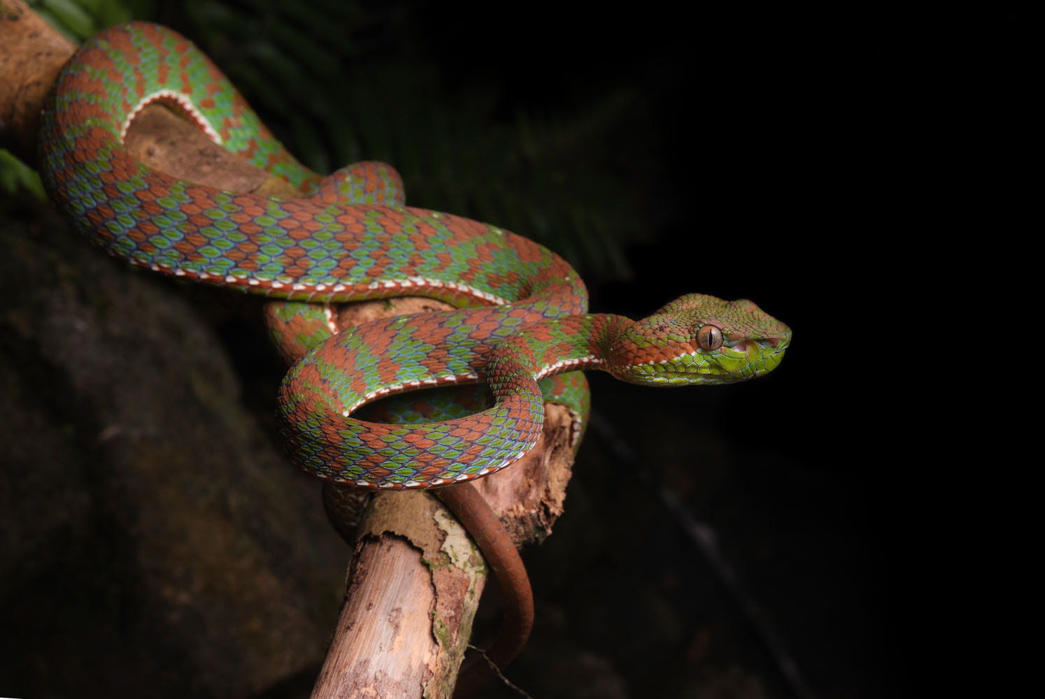 Phuket pit viper (Trimeresurus phuketensis)