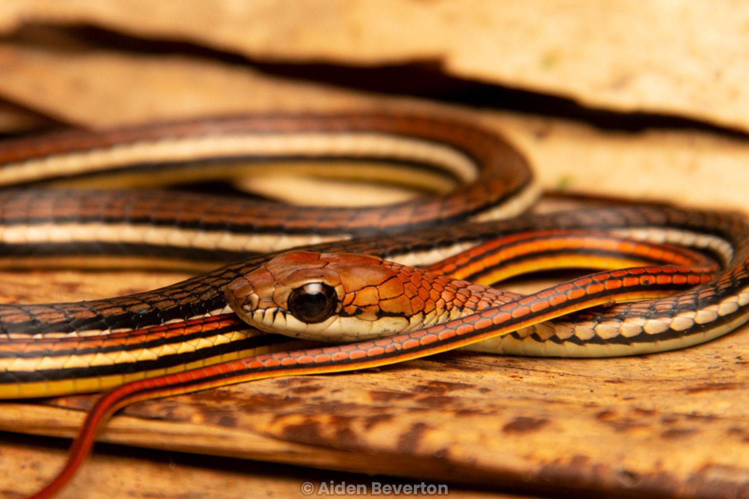 Striped bronzeback (Dendrelaphis caudolineatus).