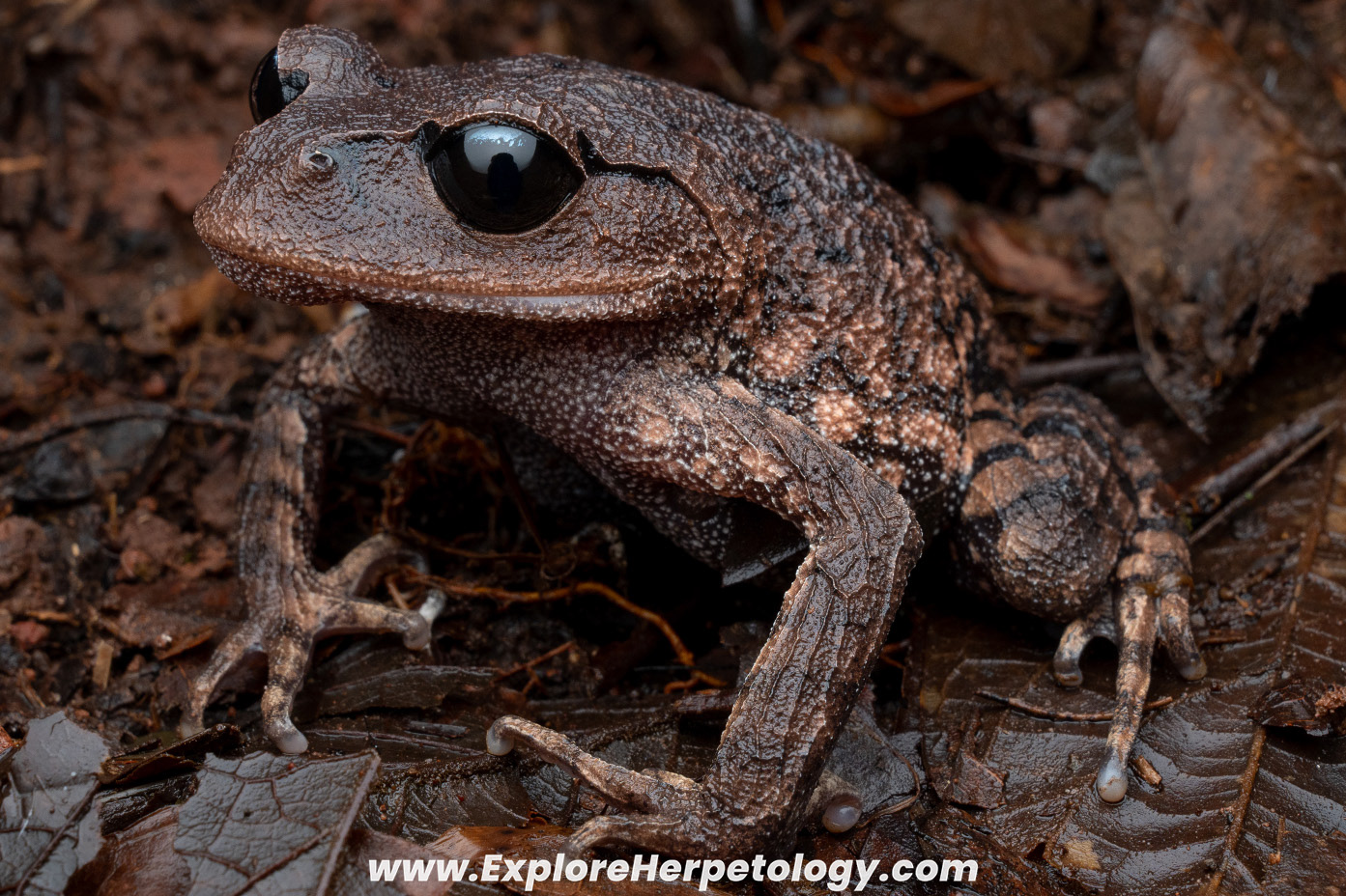 Leptobrachium huashen.