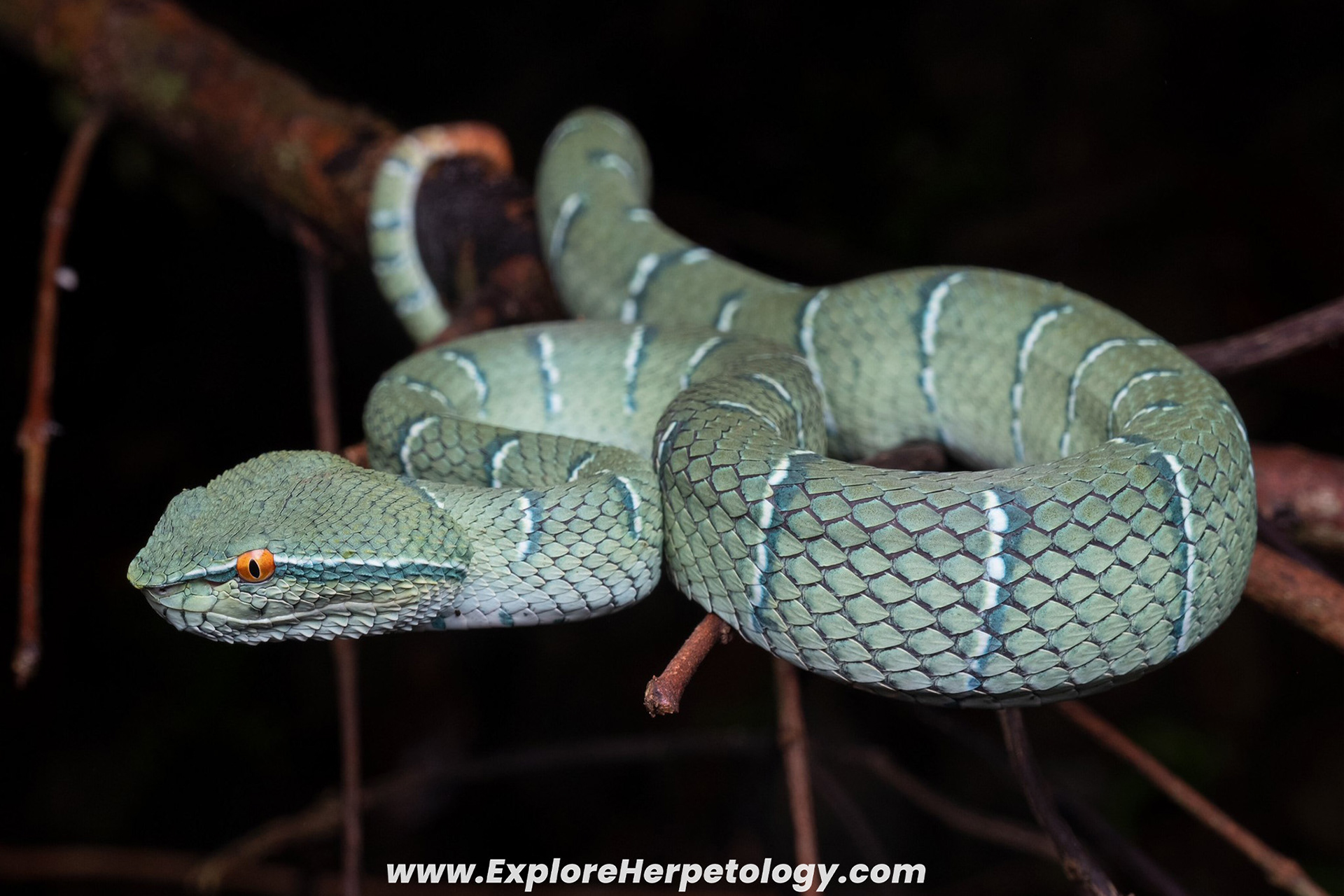 North-Philippine temple viper (Tropidolaemus subannulatus).