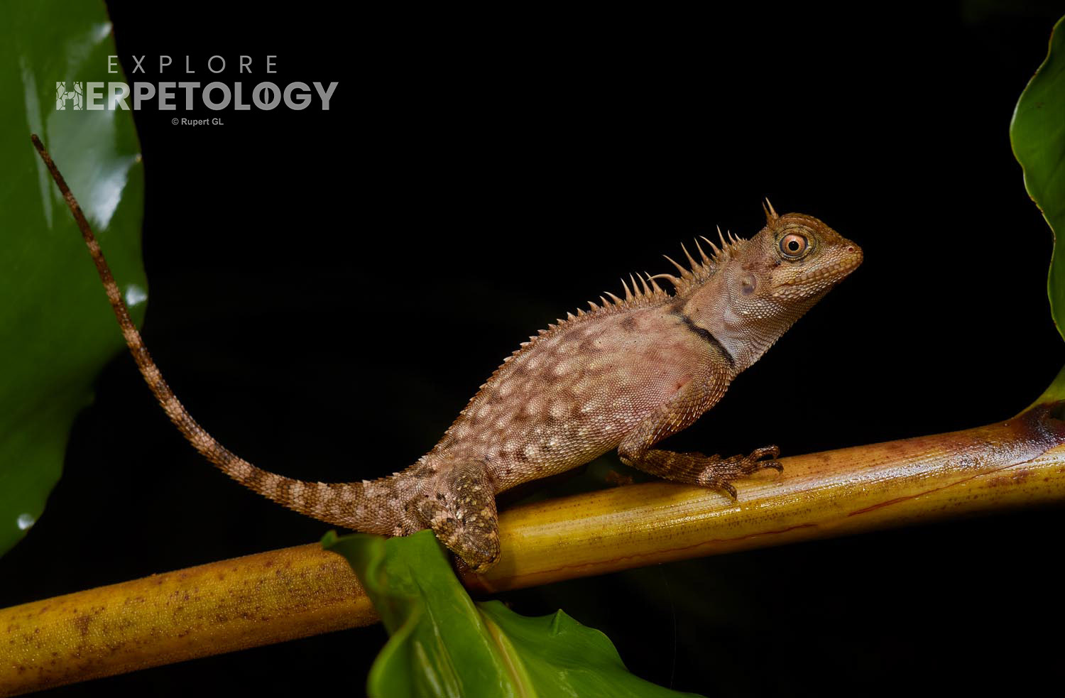 Armoured horned dragon (Acanthosaura armata)