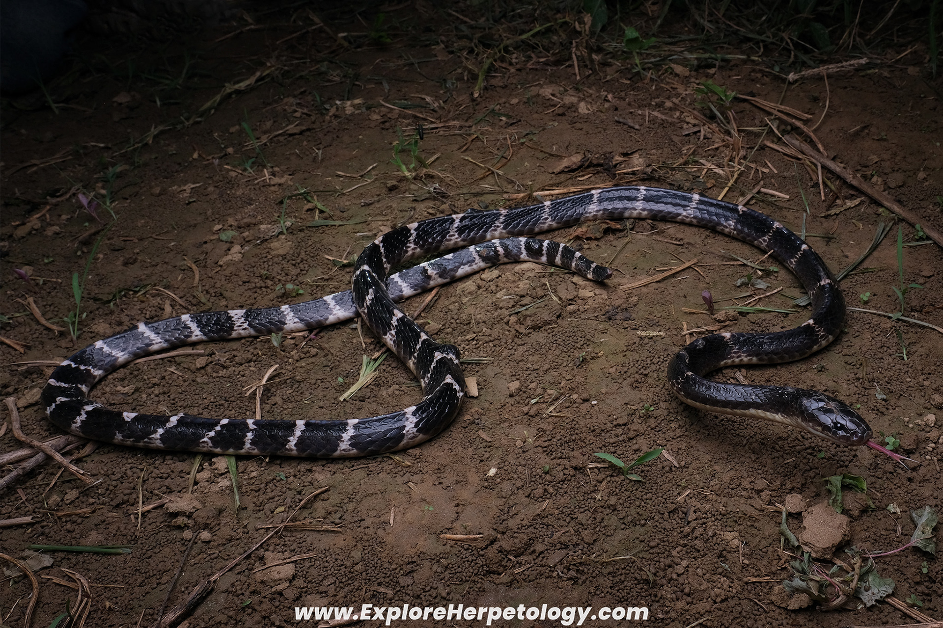 Many-banded krait (Bungarus multicinctus).