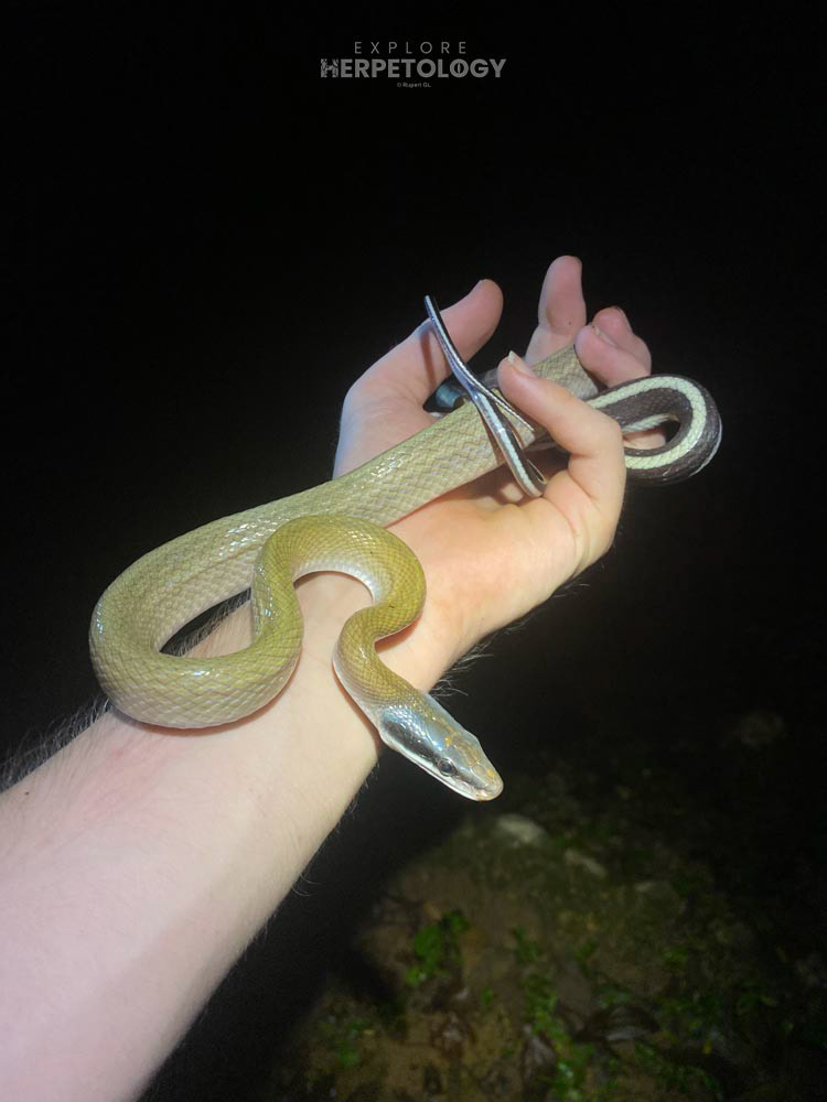 Ridley’s cave racer (Elaphe taeniura ridleyi)