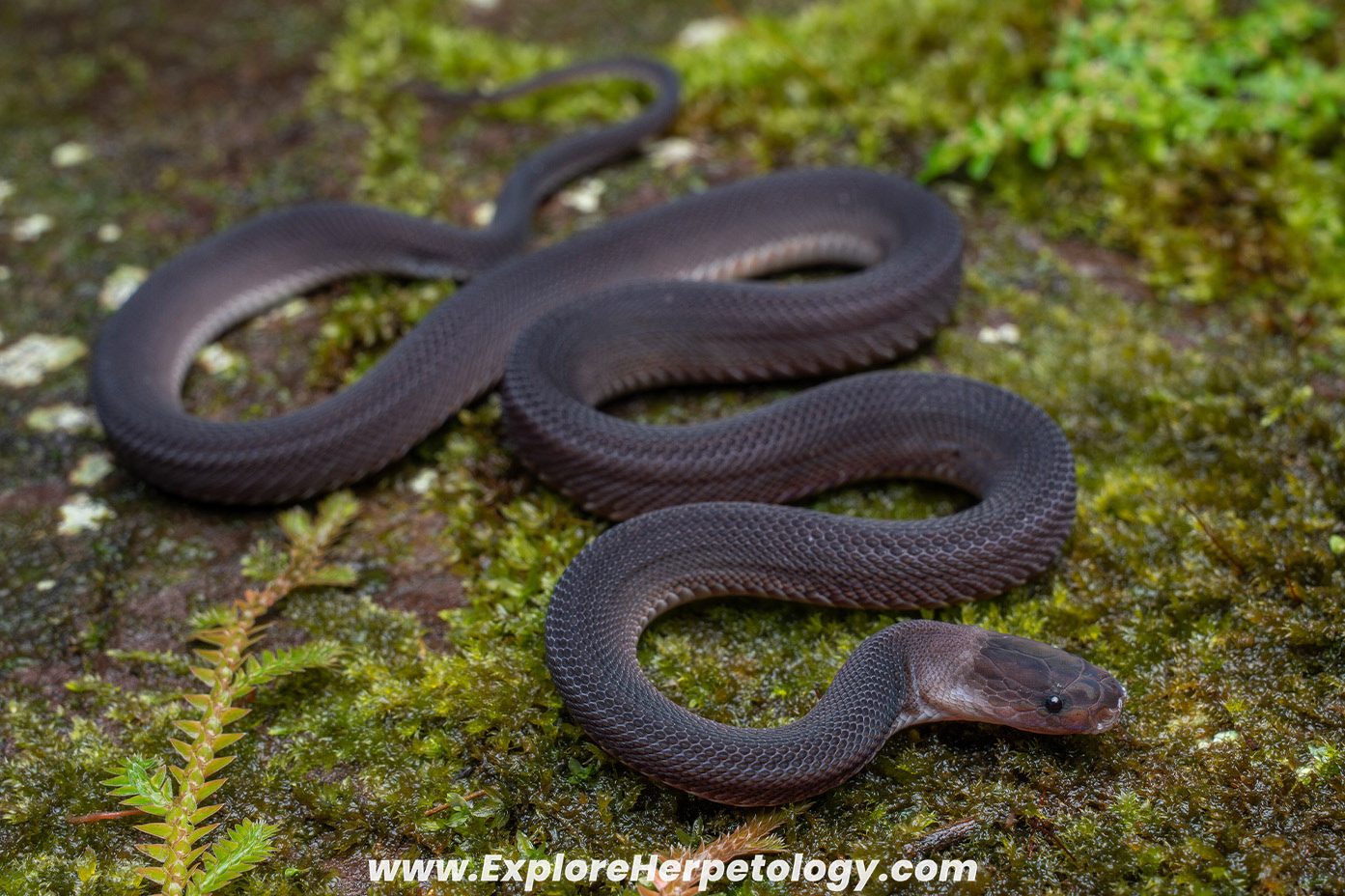 Laotian bearded snake (Parafimbrios lao).