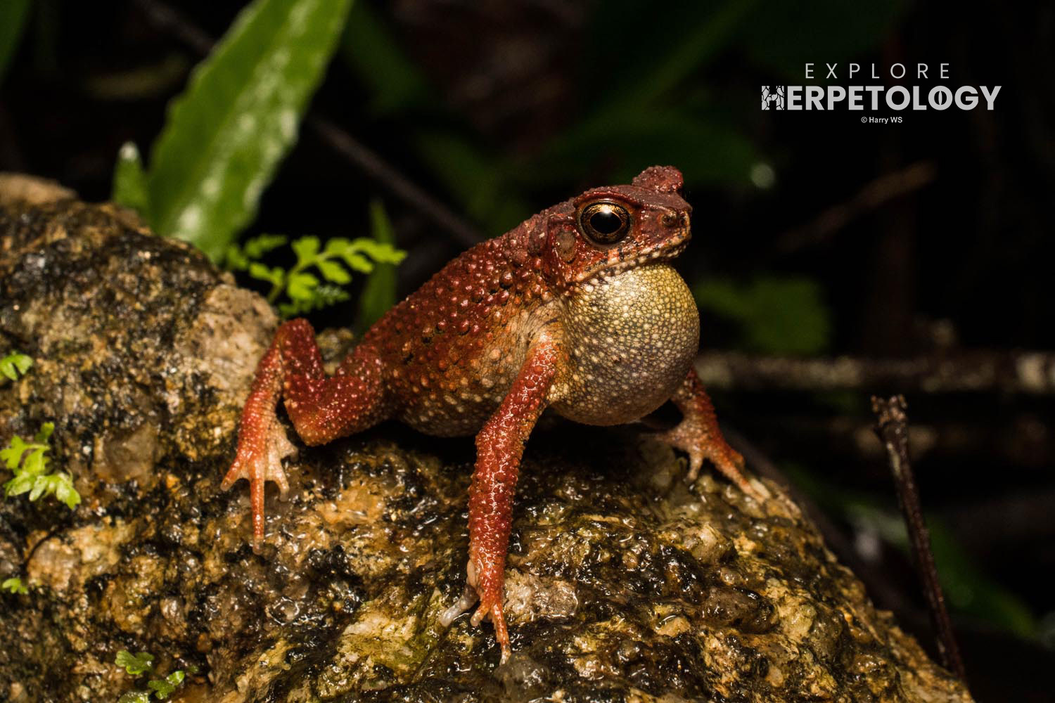 Lesser toad (Ingerophrynus parvus)