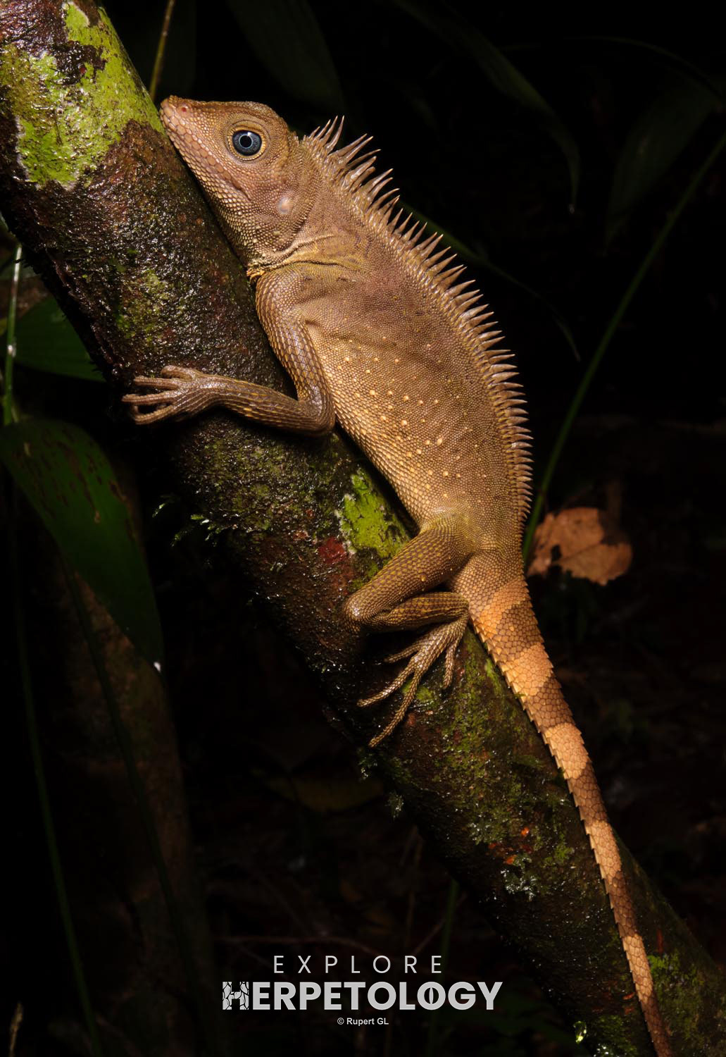 Bell's angle-headed lizard (Gonocephalus belli)
