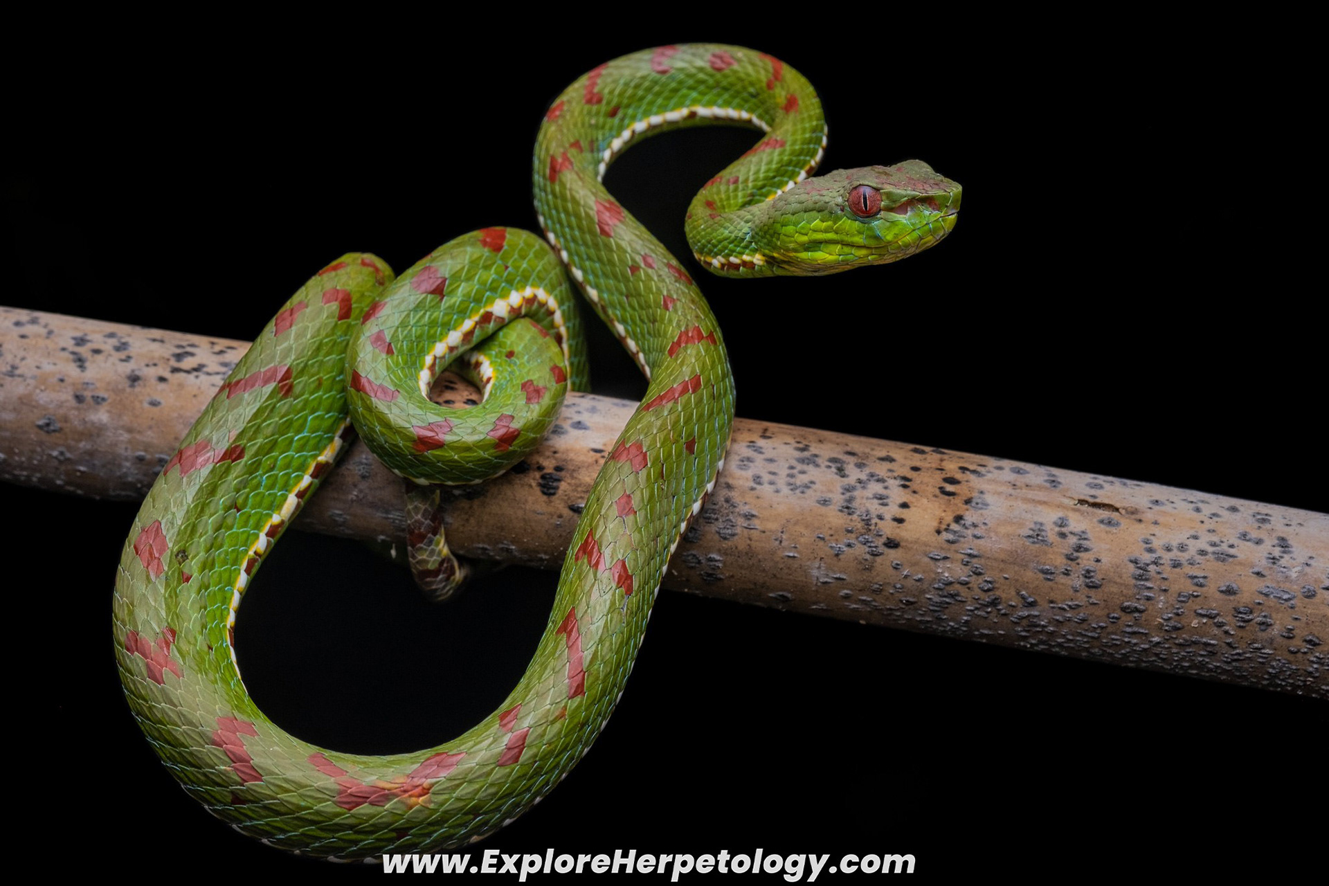 Adult male Philippine pit viper (Trimeresurus flavomaculatus).
