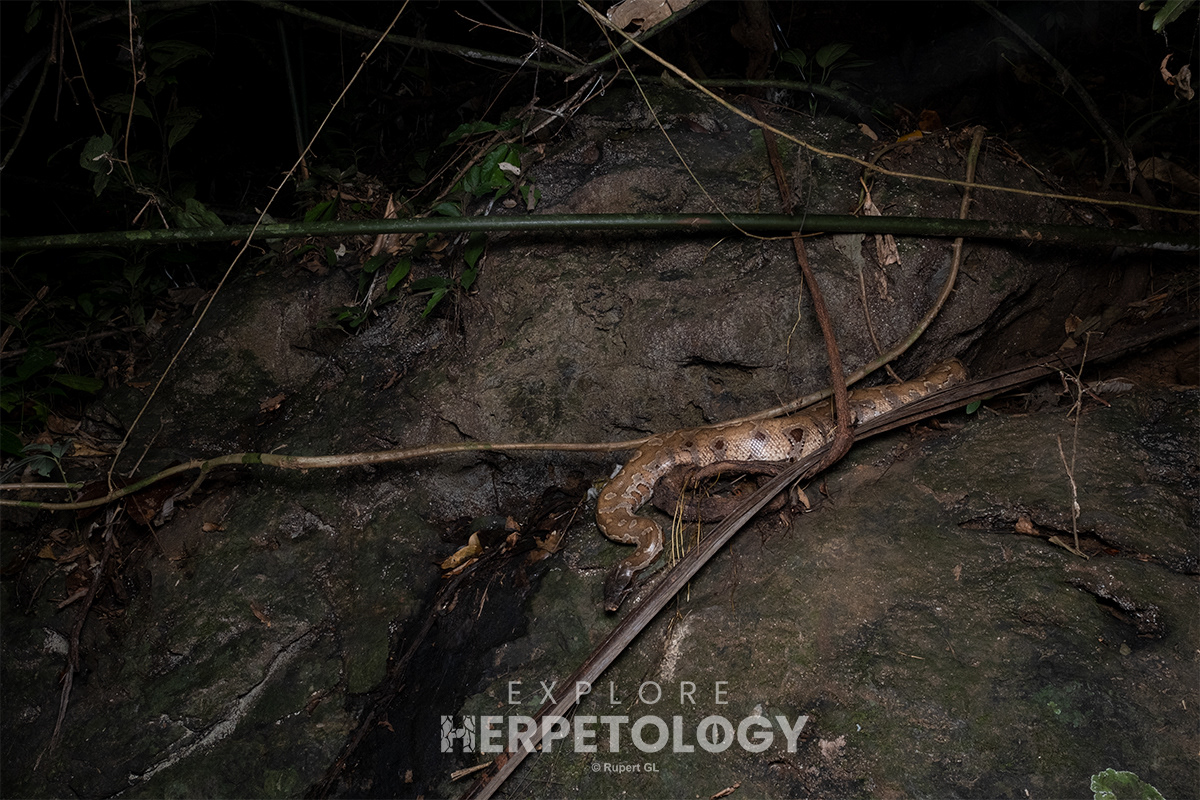 Blood python (Python brongersmai) in-situ.