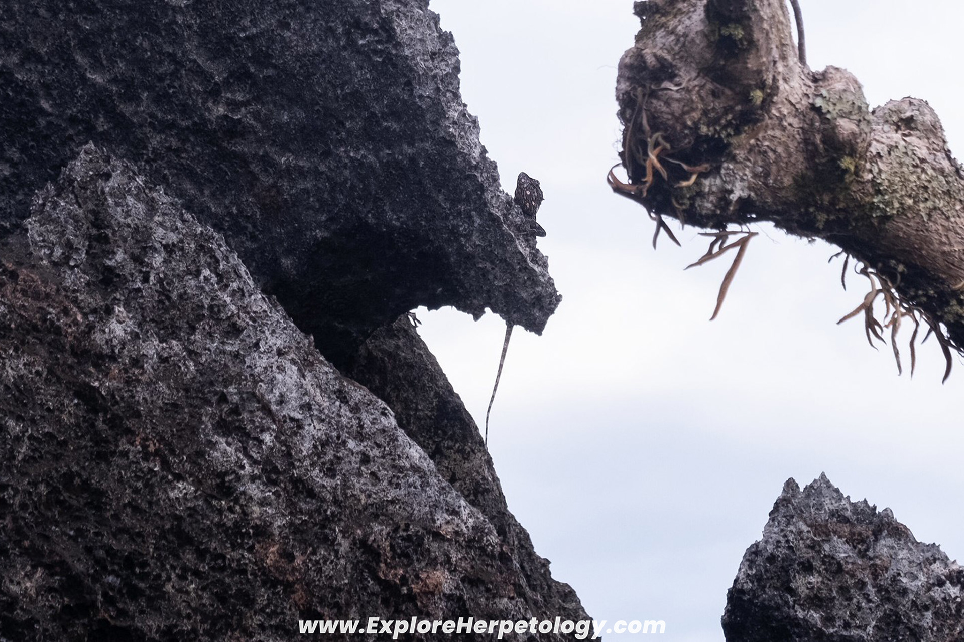 Lao karst dragon (Laodracon karsticola).
