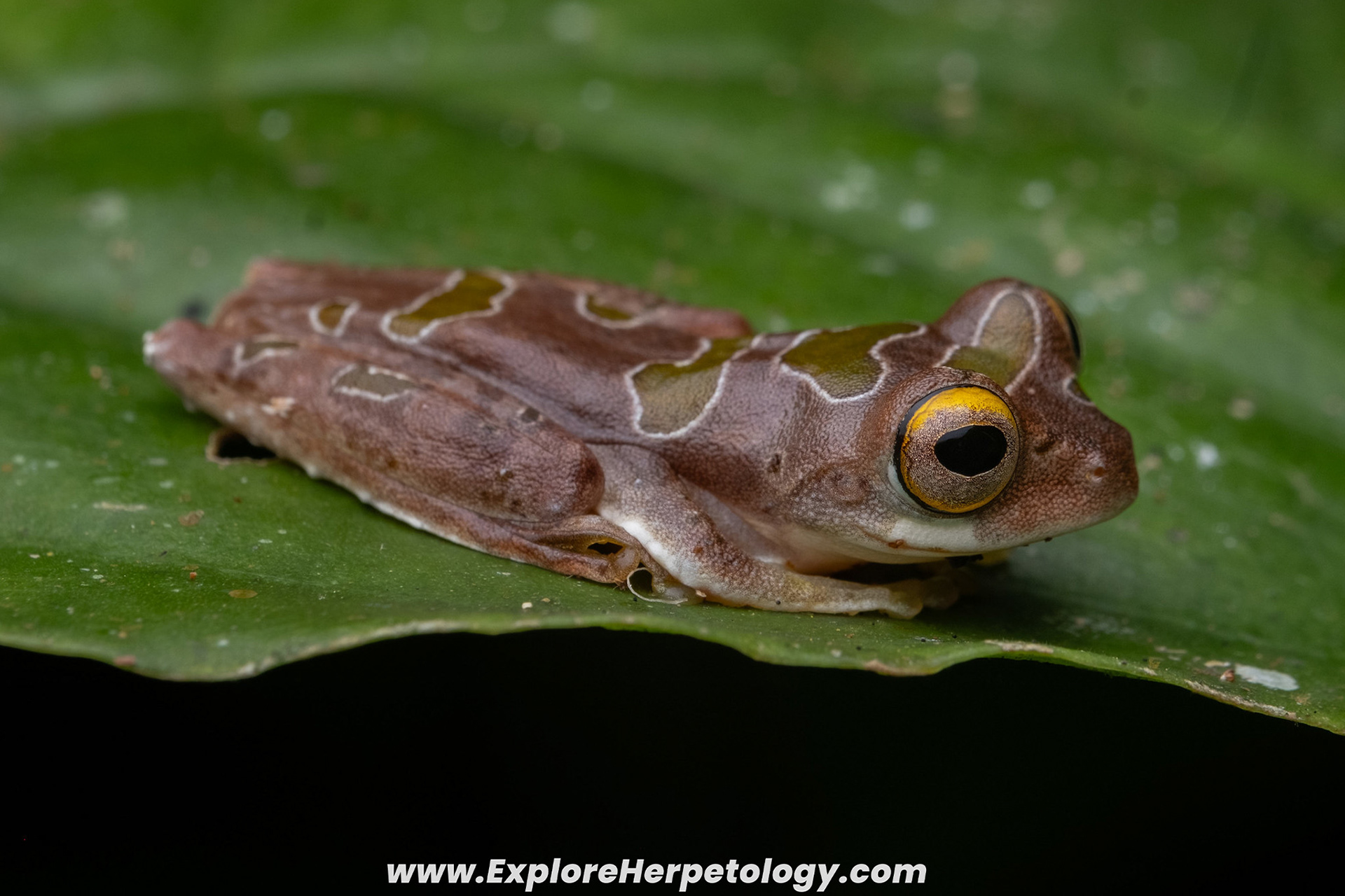 Asiatic tree frog (Leptomantis bimaculatus).