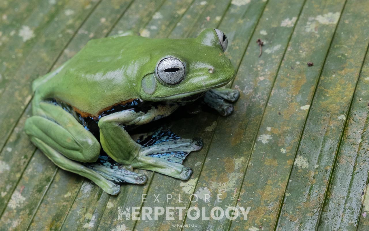 Norhayati's flying frog (Rhacophorus norhayatii)