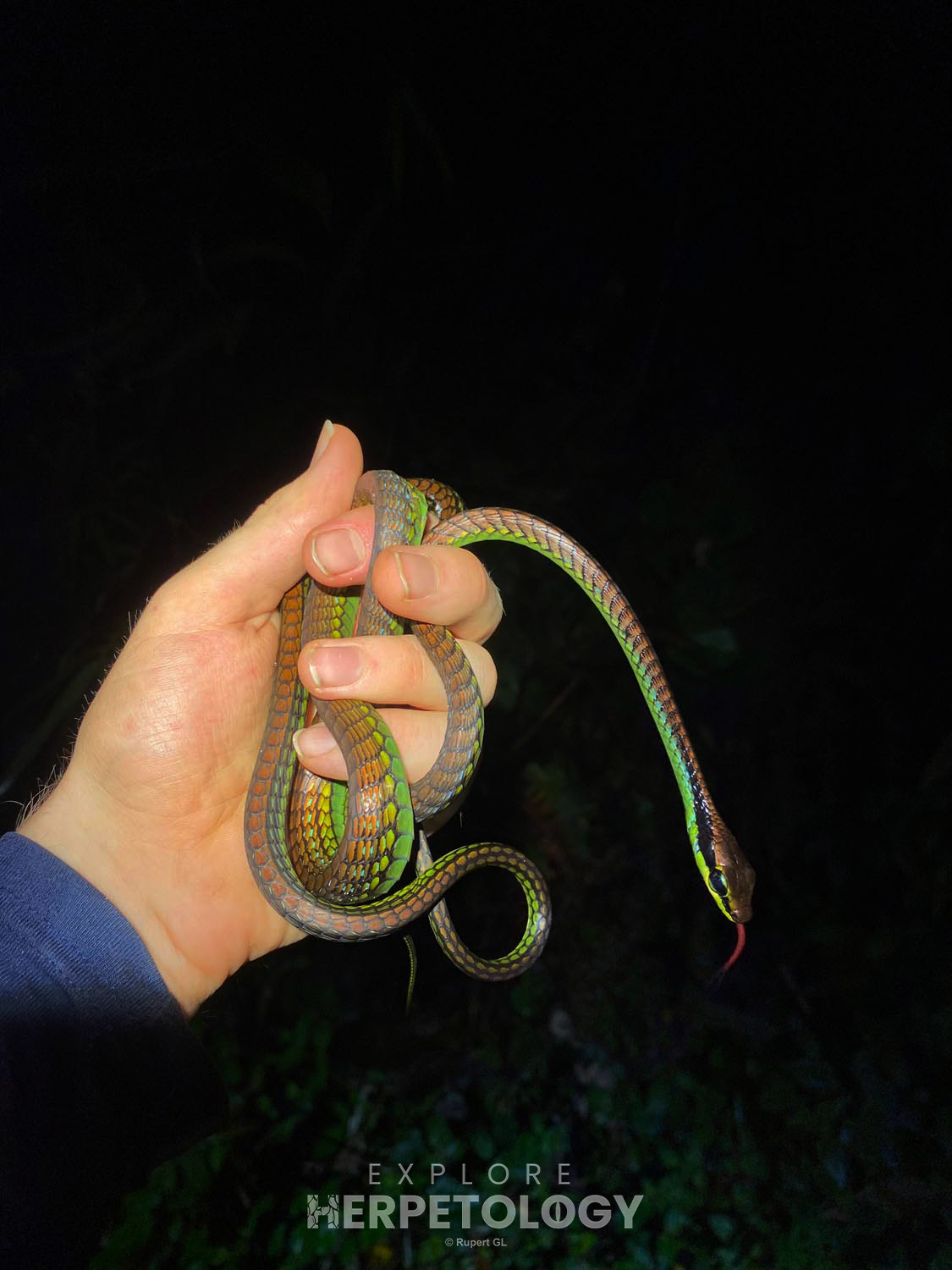 Elegant bronzeback (Dendrelaphis formosus)