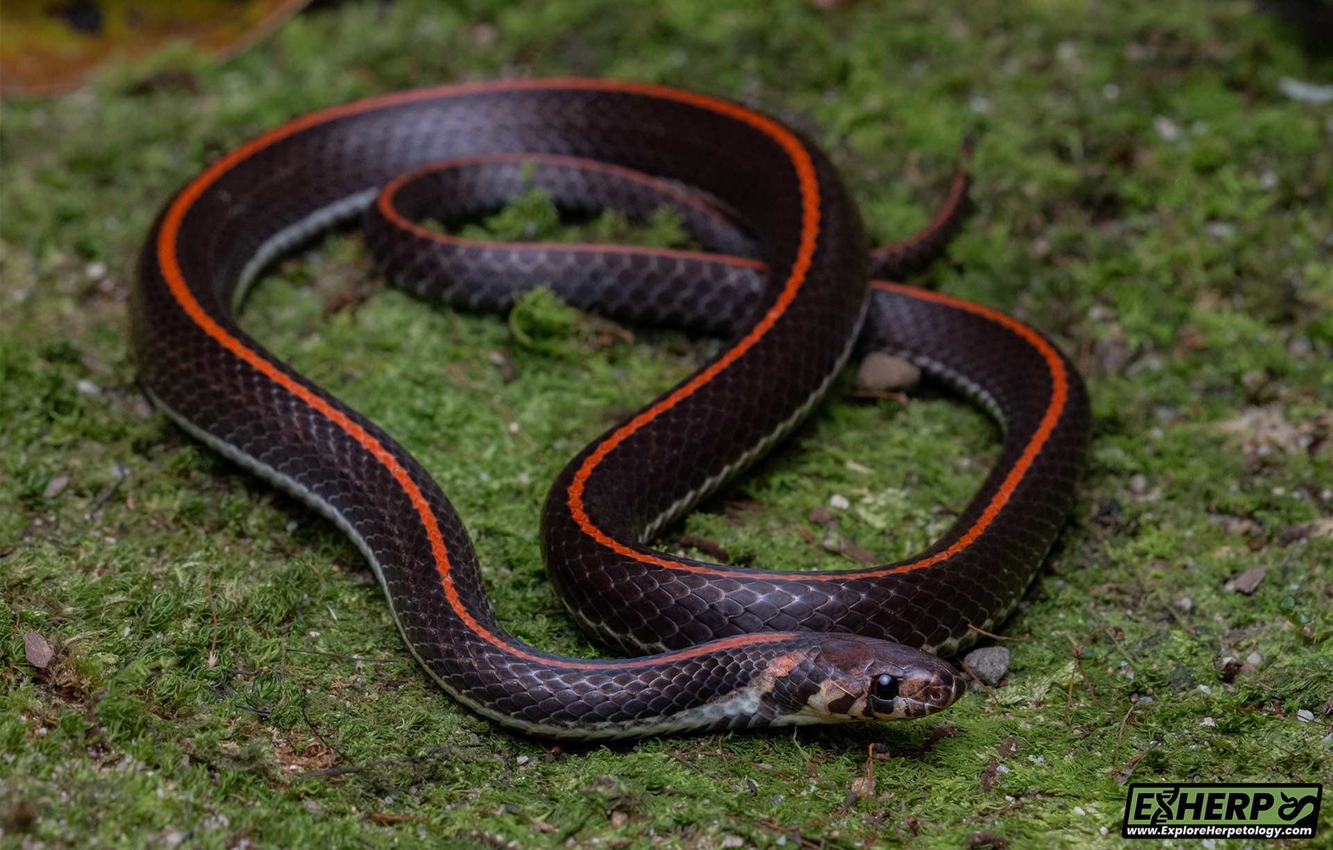 Three-lined kukri snake (Oligodon trilineatus).