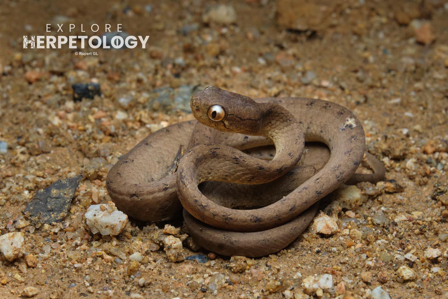 Keeled slug snake (Pareas carinatus)