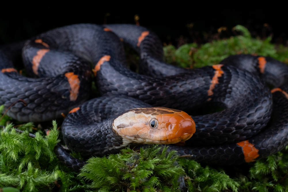 Fea's Viper (Azemiops feae) from China.