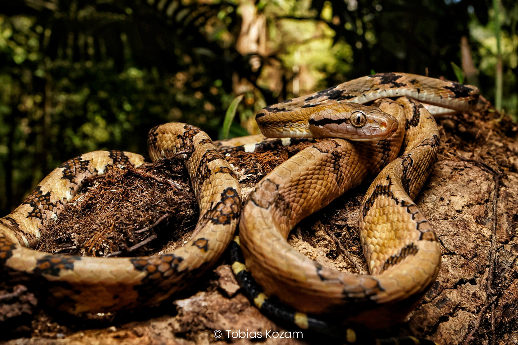 Dog-toothed cat snake (Boiga cynodon).