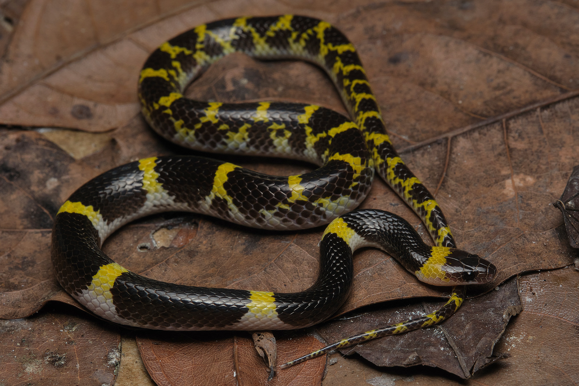 Laotian wolf snake (Lycodon laoensis)