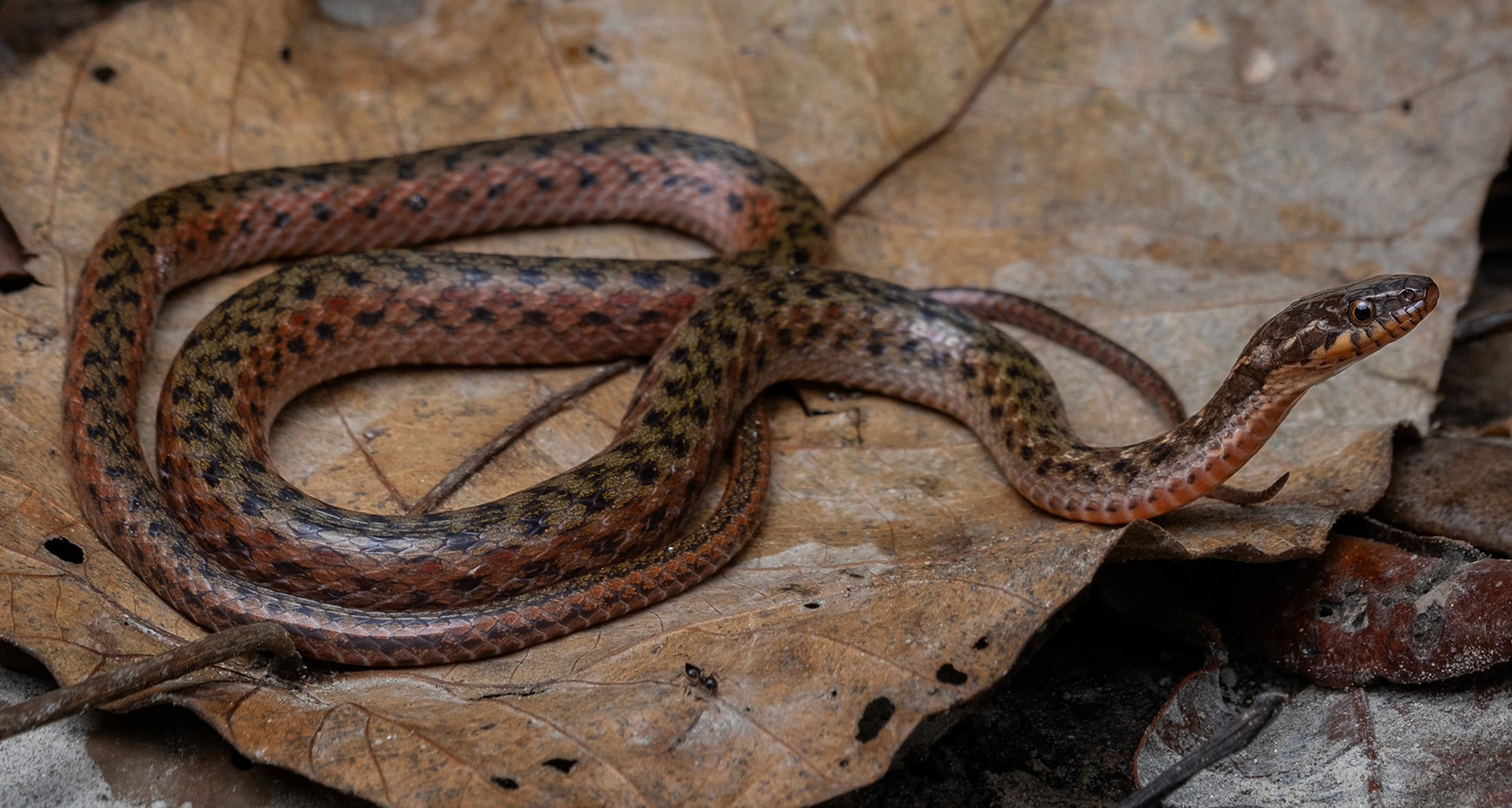 Red mountain keelback (Hebius sanguineum).