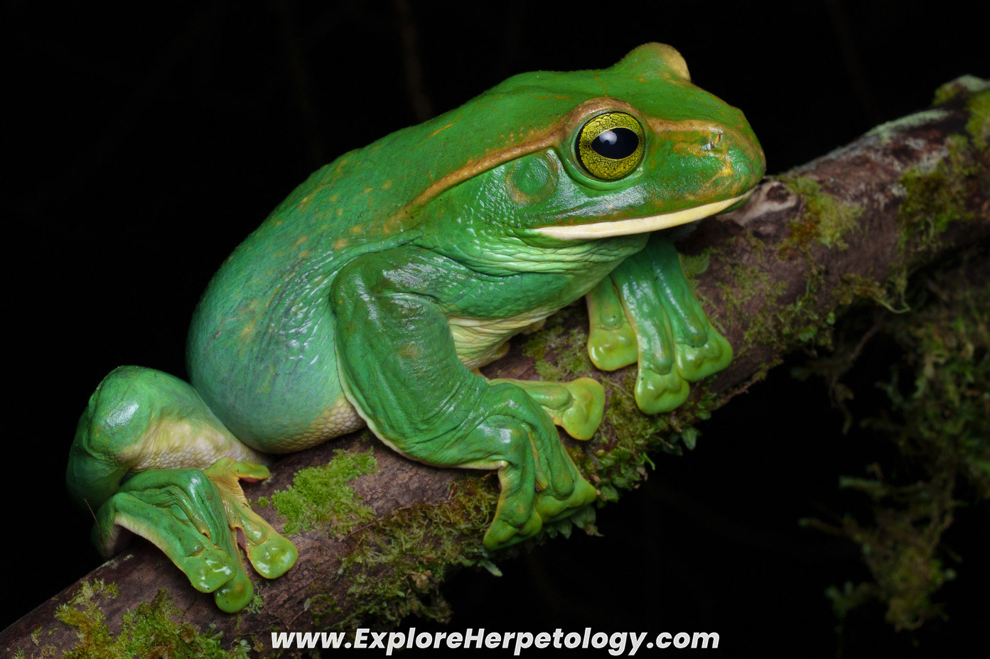 Giant flying frog (Zhangixalus feae)