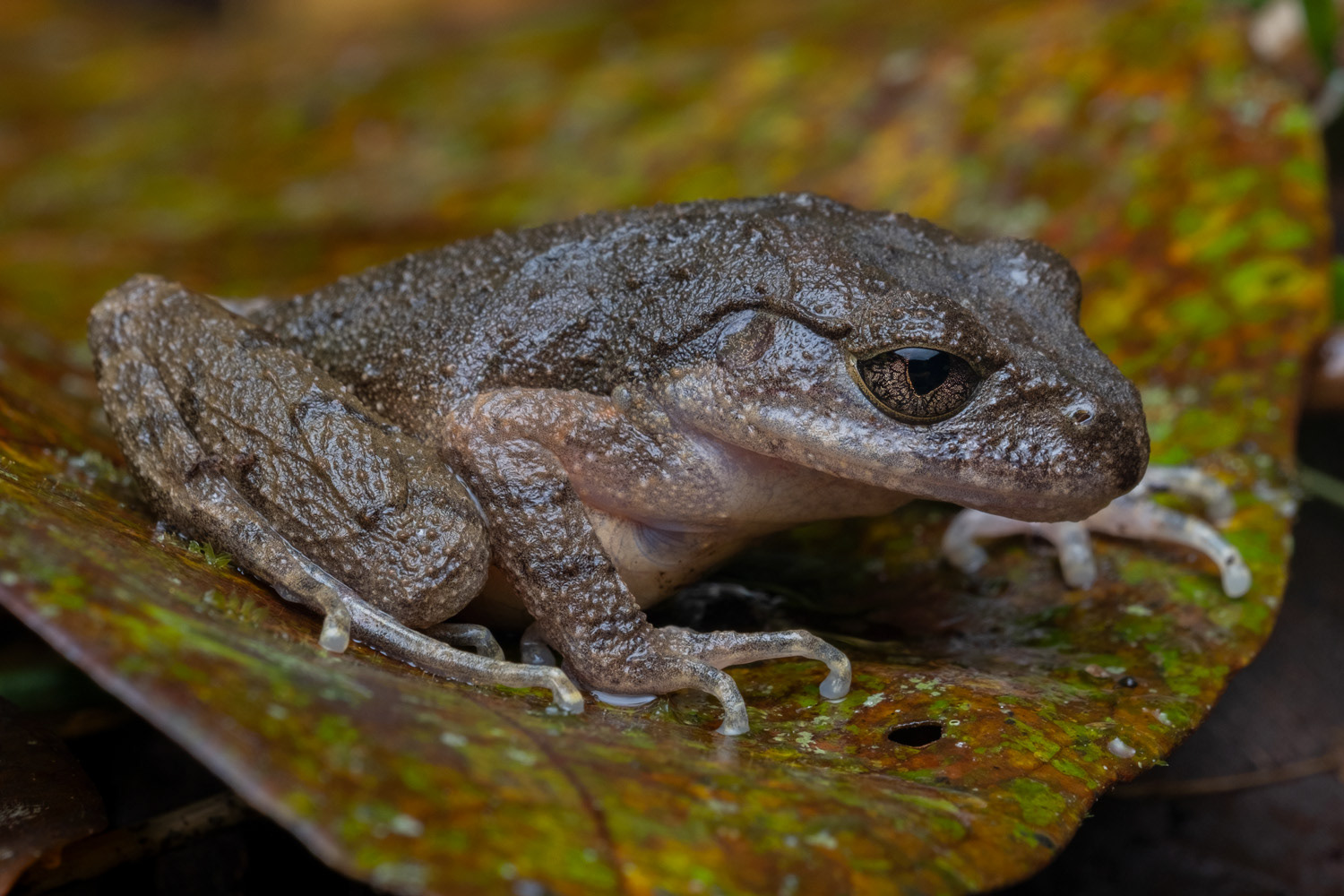 Rosy litter frog (Leptobrachella eos).