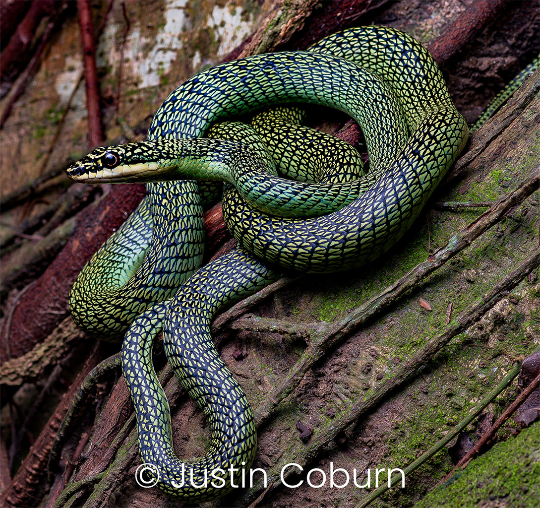 Golden flying snake (Chrysopelea ornata).