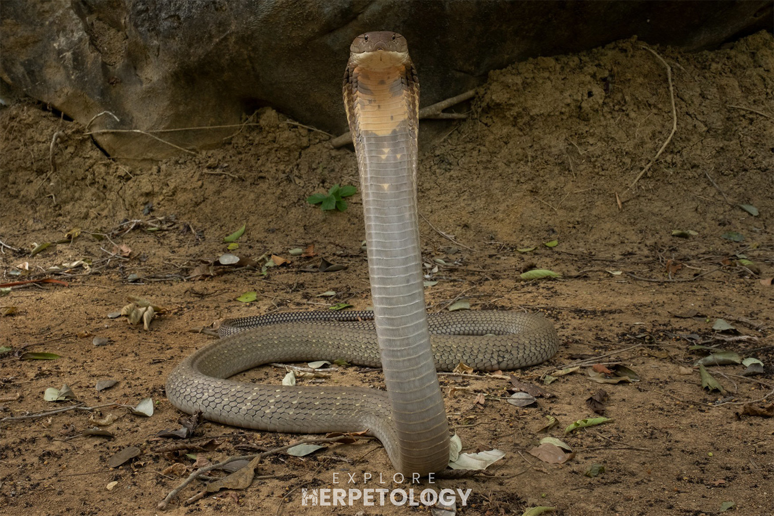 Golden king cobra (Ophiophagus bungarus)