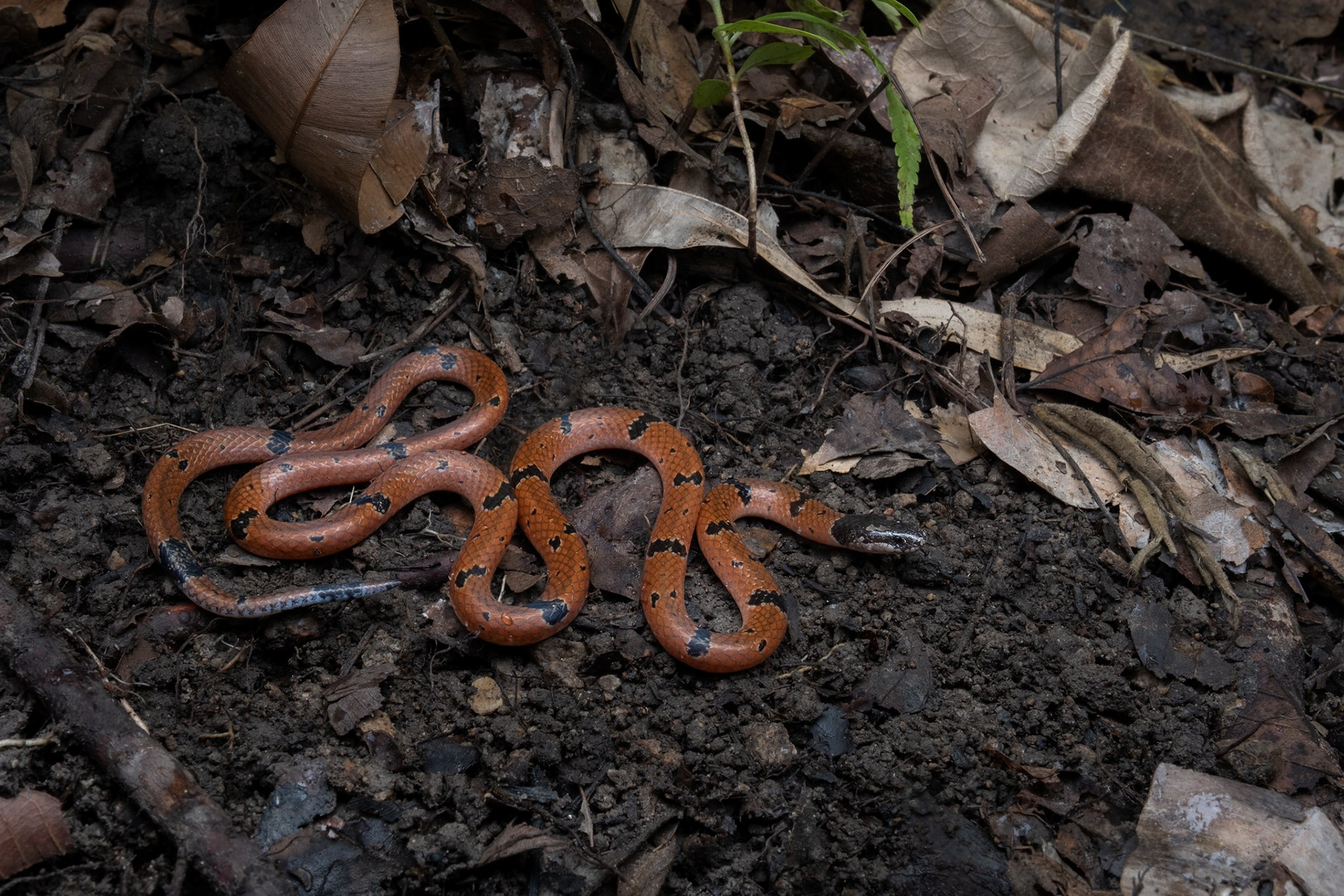 Small-spotted coral snake (Calliophis maculiceps)