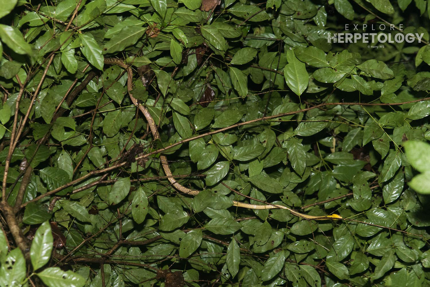 Dog-toothed cat snake (Boiga cynodon)