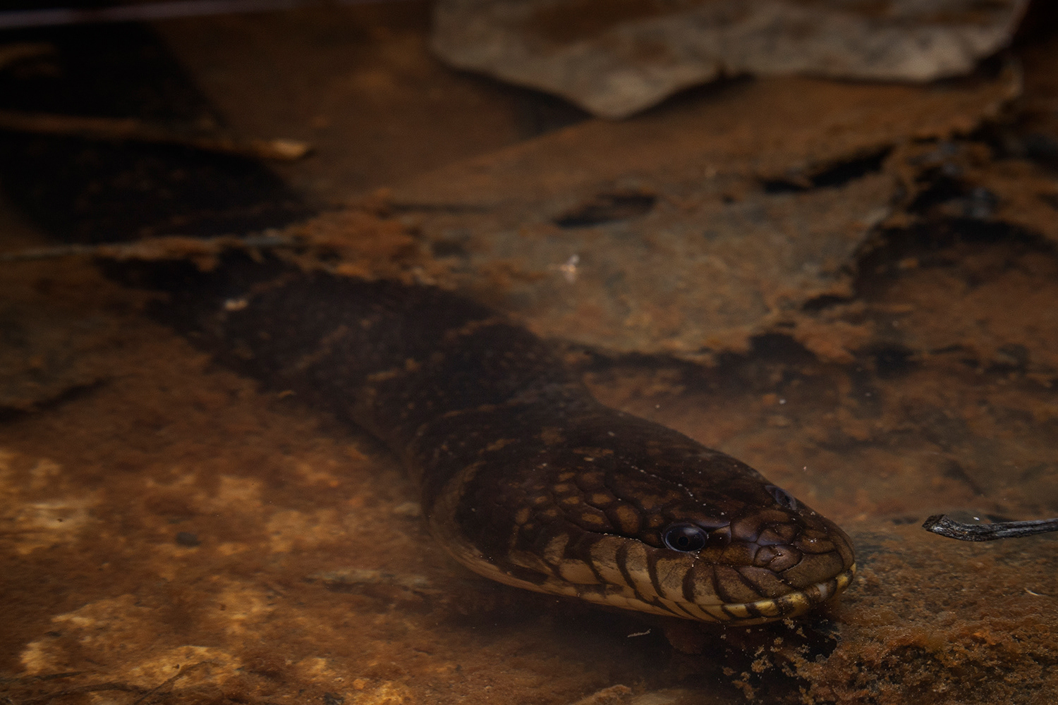 Bocourt's mud snake (Subsessor bocourti)
