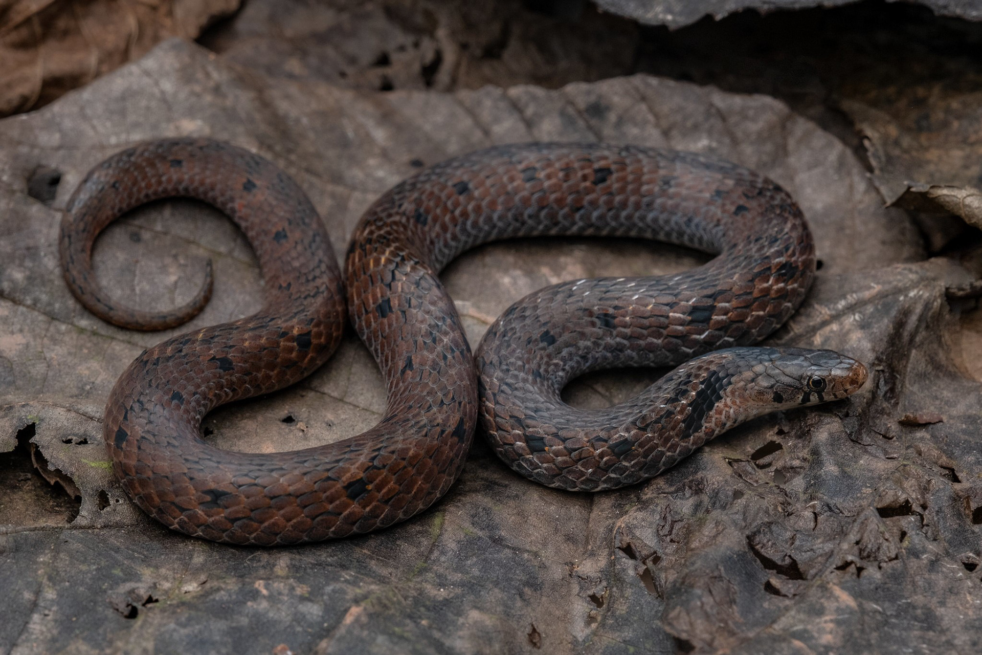 Assamese mountain snake (Plagiopholis nuchalis)