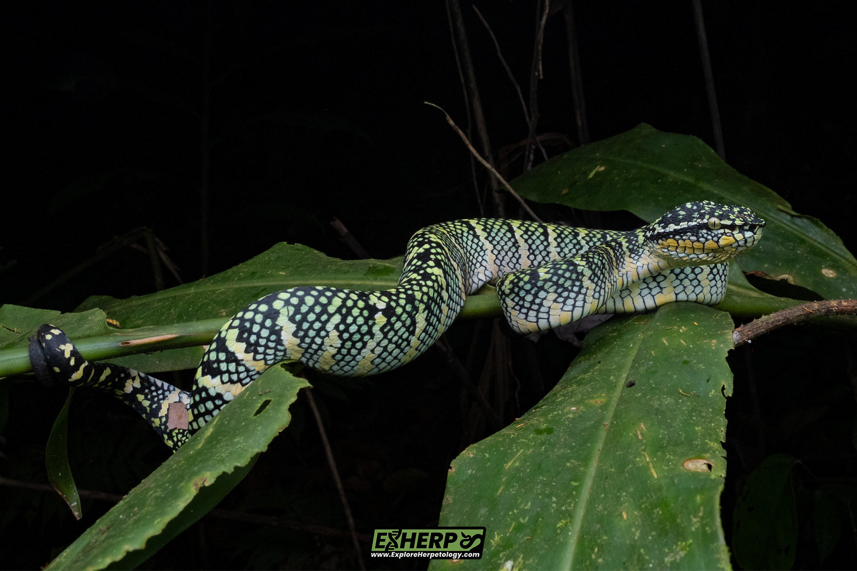 Wagler's pit viper (Tropidolaemus wagleri).
