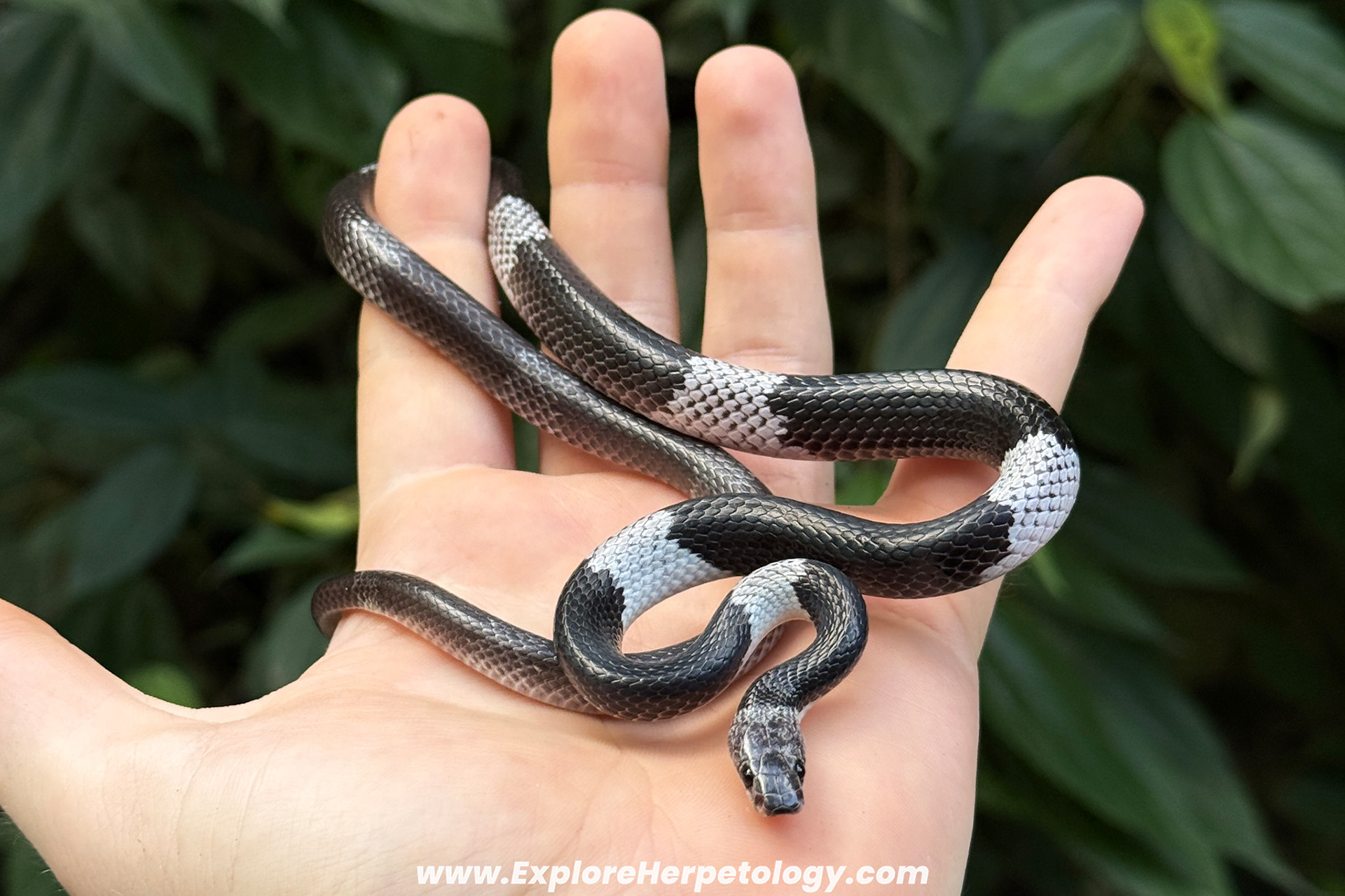 Indo-Chinese banded wolf snake (Lycodon neomaculatus).