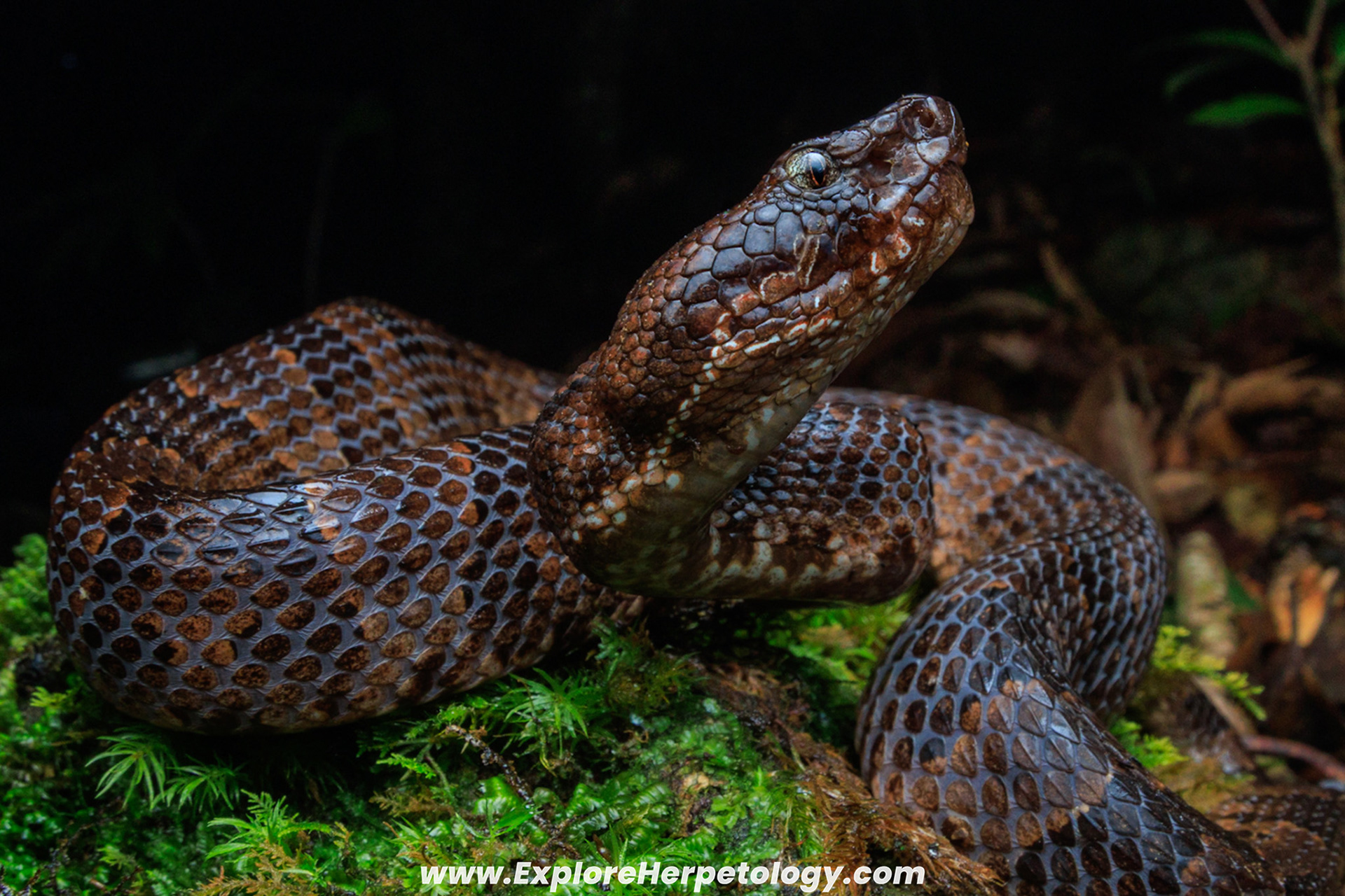 Zhao's mountain pit viper (Ovophis zhaoermii).