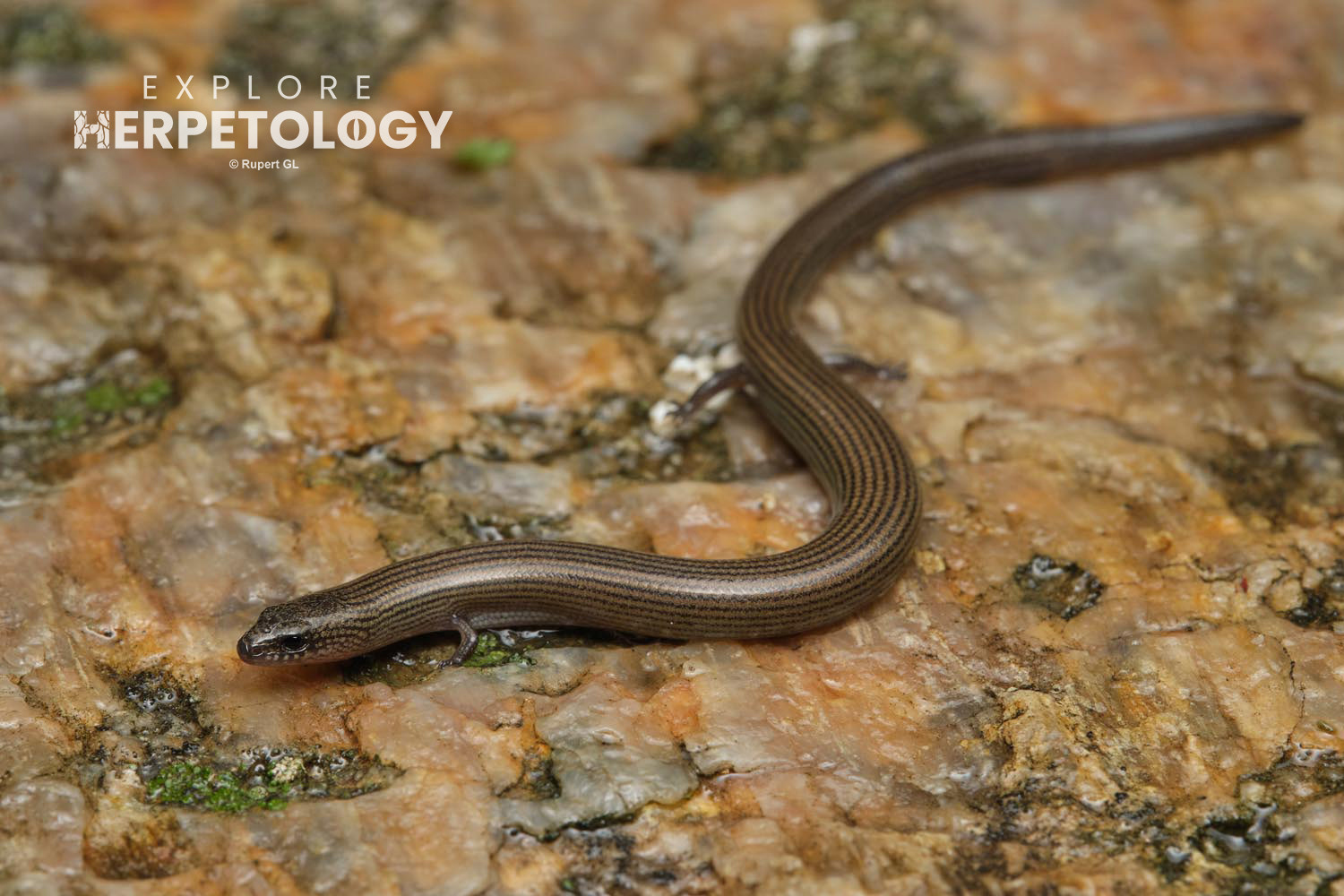 Siamese supple-skink (Lygosoma cf. siamensis)