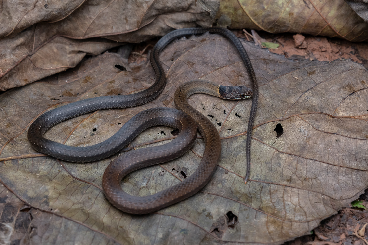 Black-headed collared snake (Sibynophis collaris).